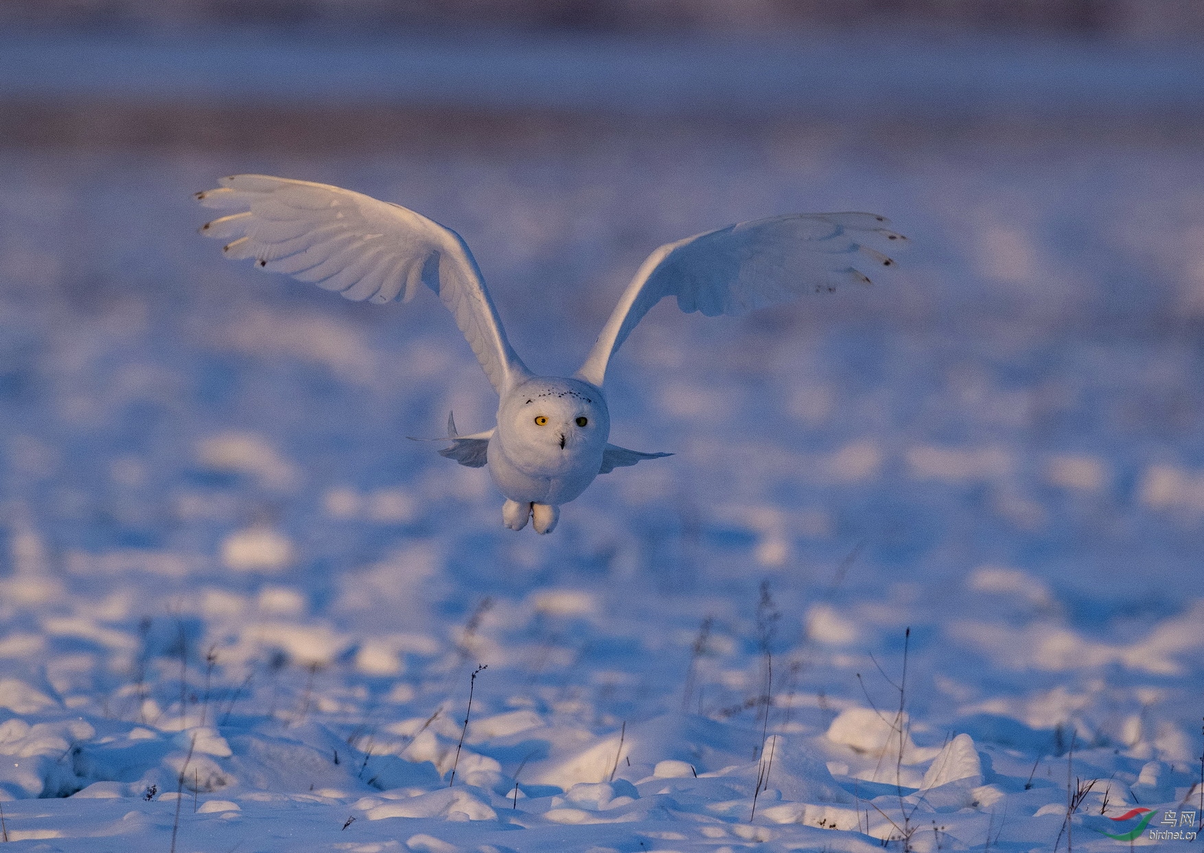 DSC_3302-1.jpg