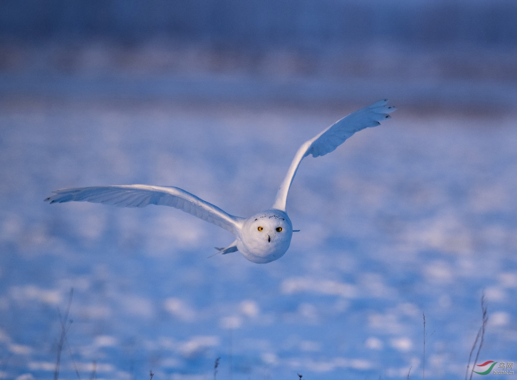 DSC_3316-1.jpg