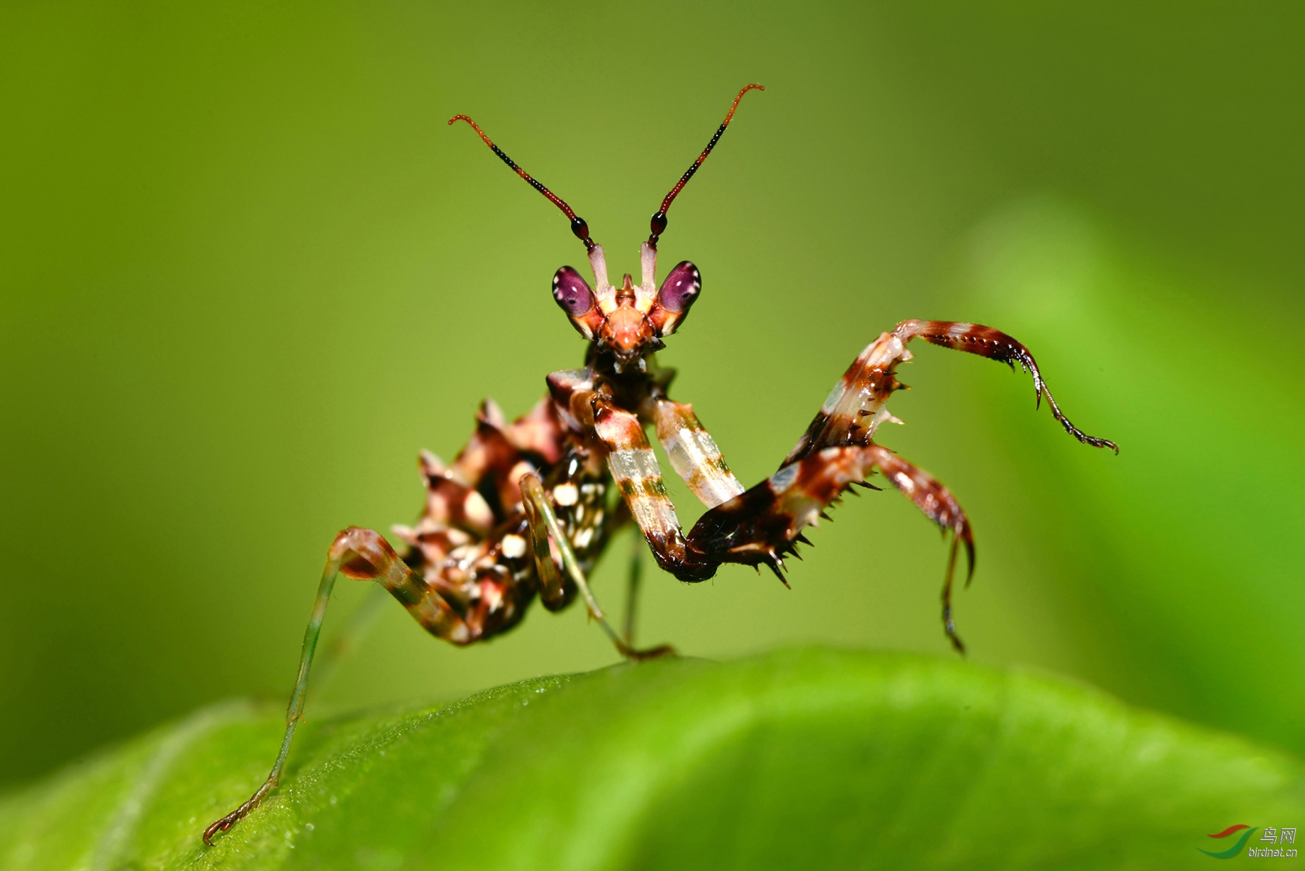 非洲瘤刺螳螂图片