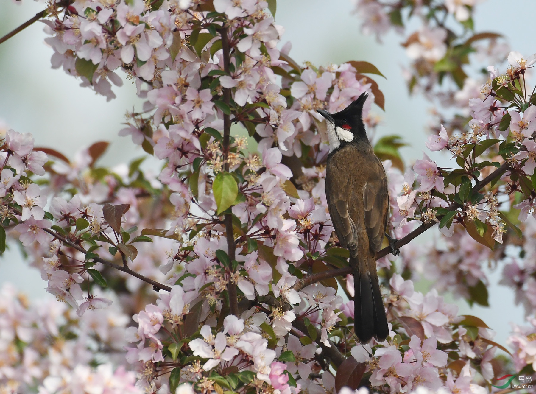 ������Ӱ 232����.jpg