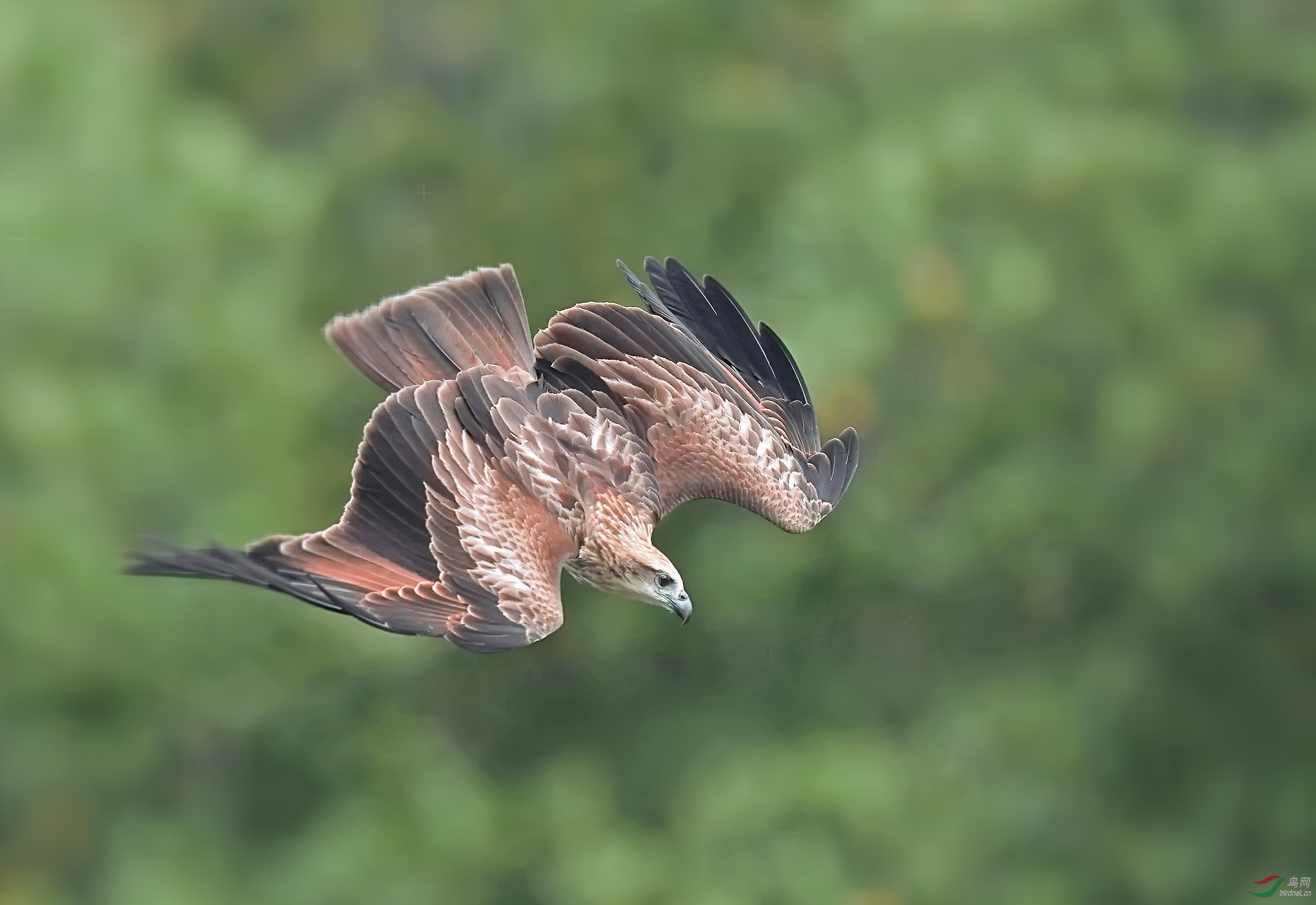 俯冲荣获首页精华