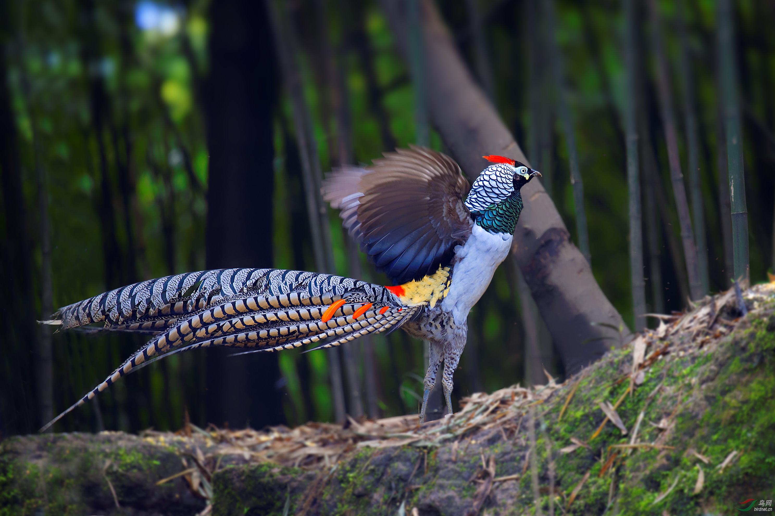 难得拍到白腹锦鸡扇翅膀