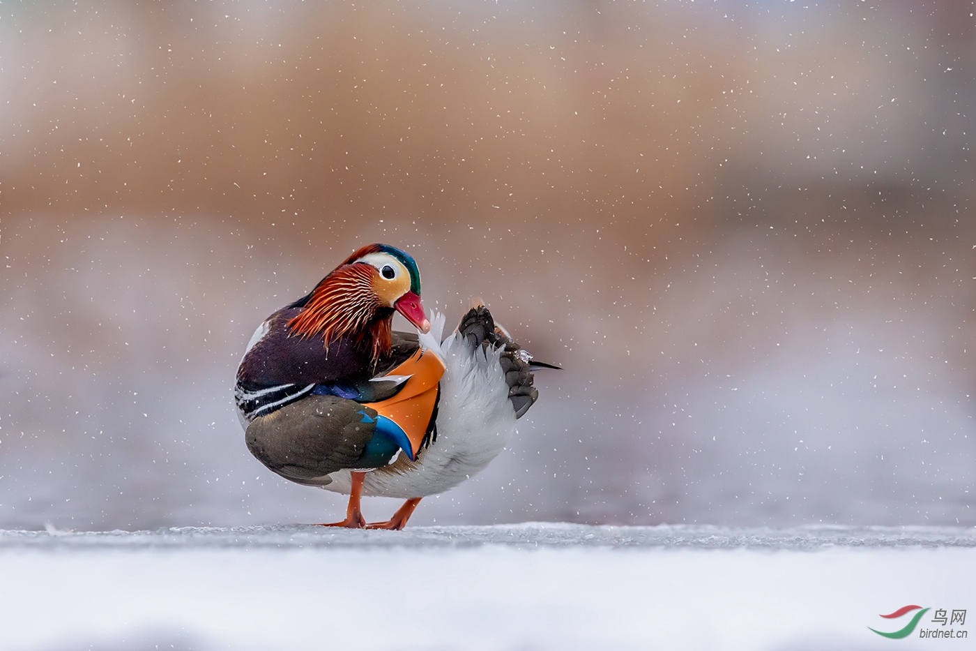雪中鸳鸯