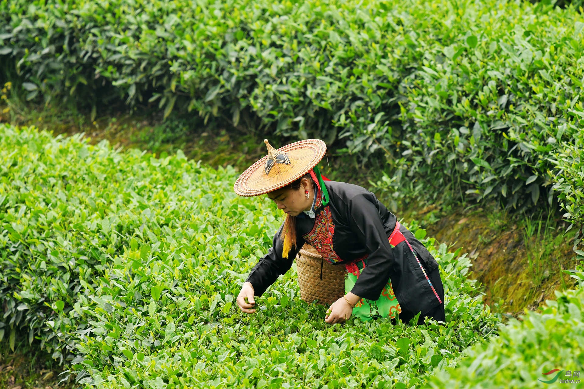 采茶的畲族姑娘