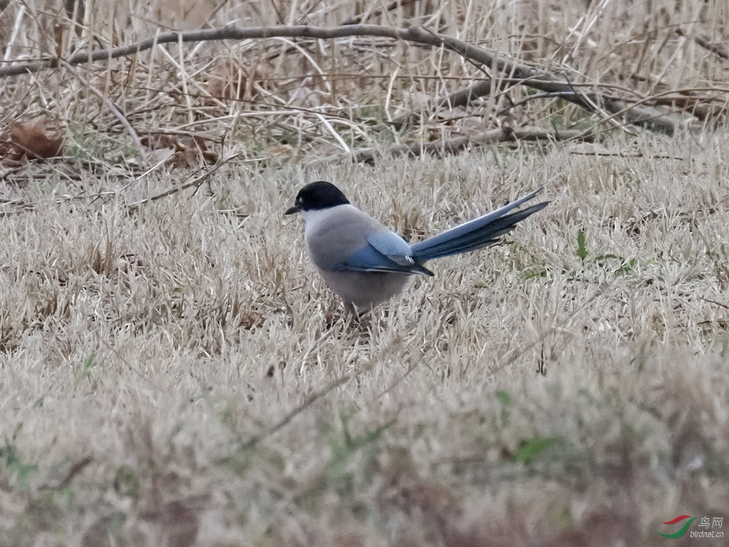 P4170006.jpg