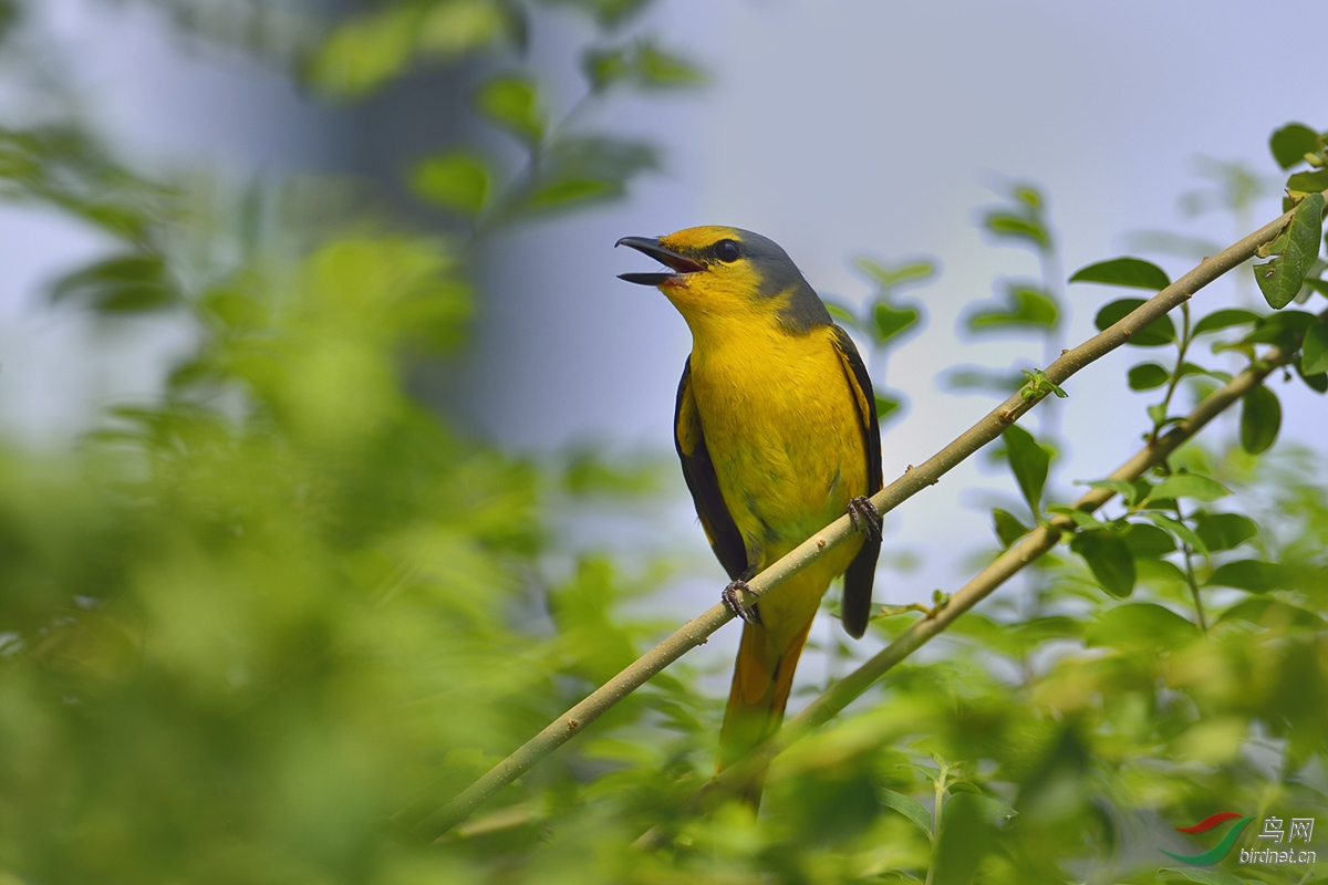 ���ɽ�����ƣ�