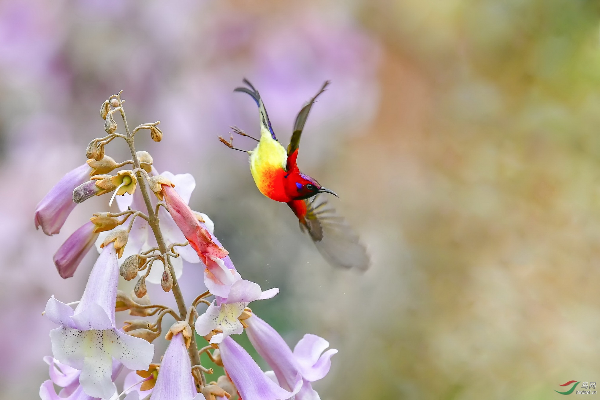 DSC_2359-2F.jpg