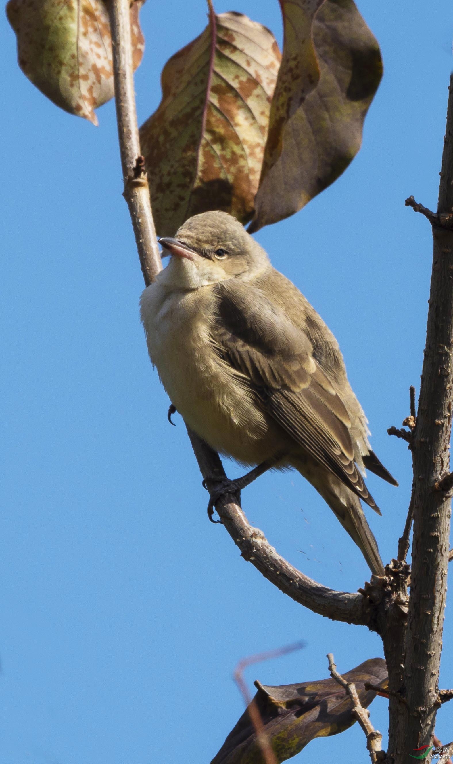 psb (40 - ����.jpg