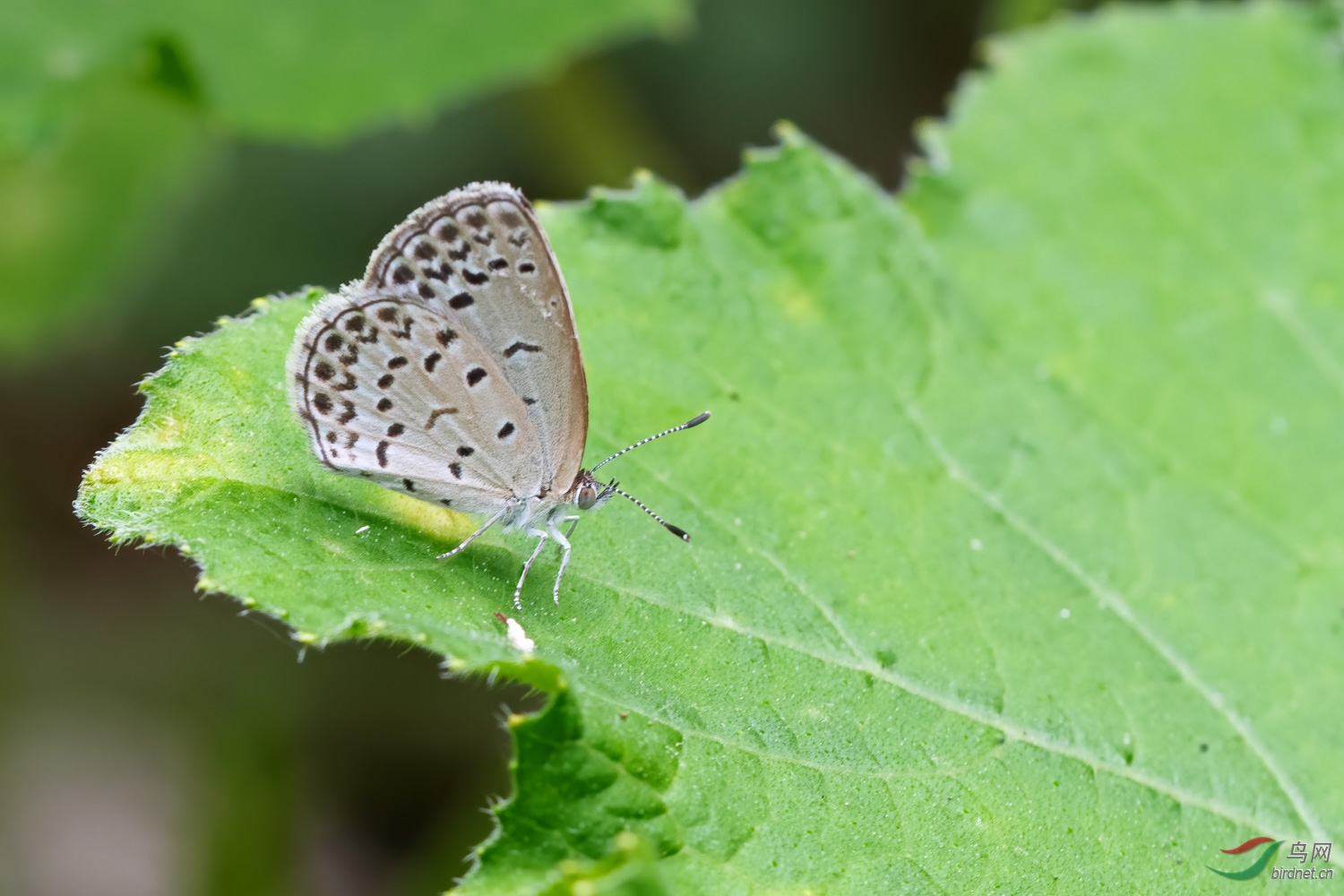 DSC_0038_1.jpg