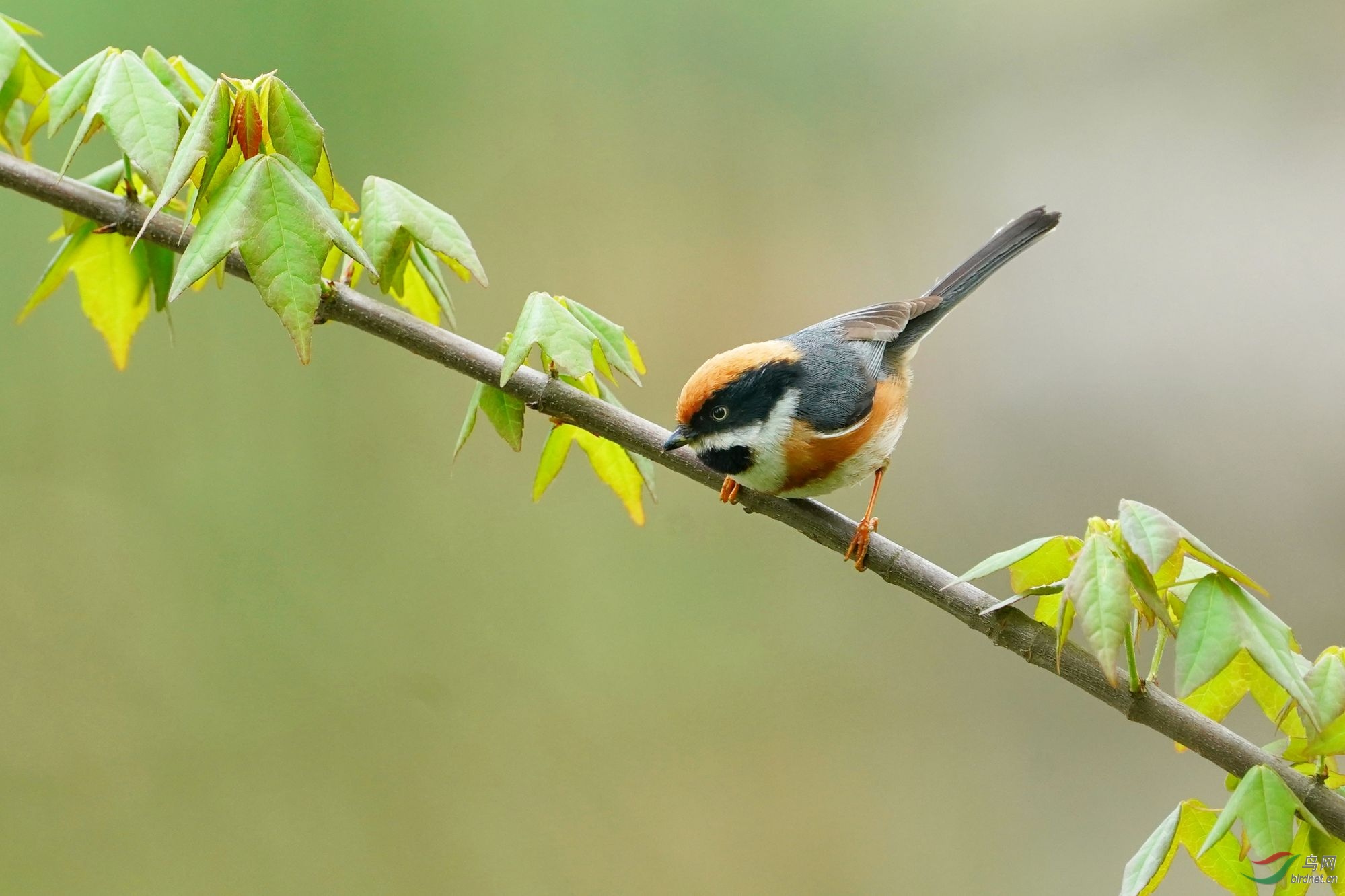 萌萌的小红头-摄于上海植物园