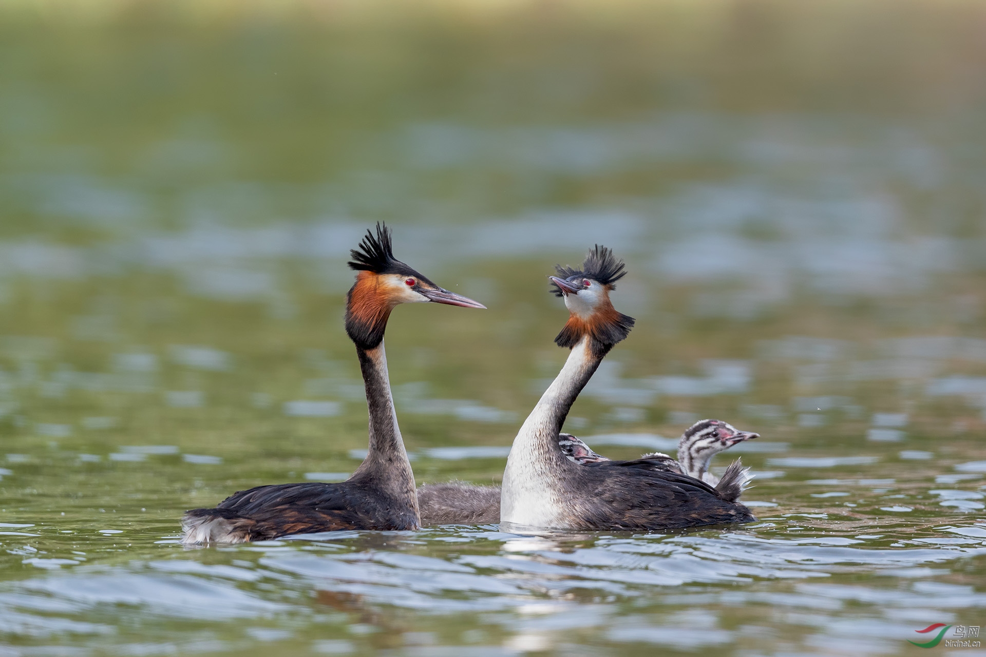 凤头鸊鷉,谢谢观评!