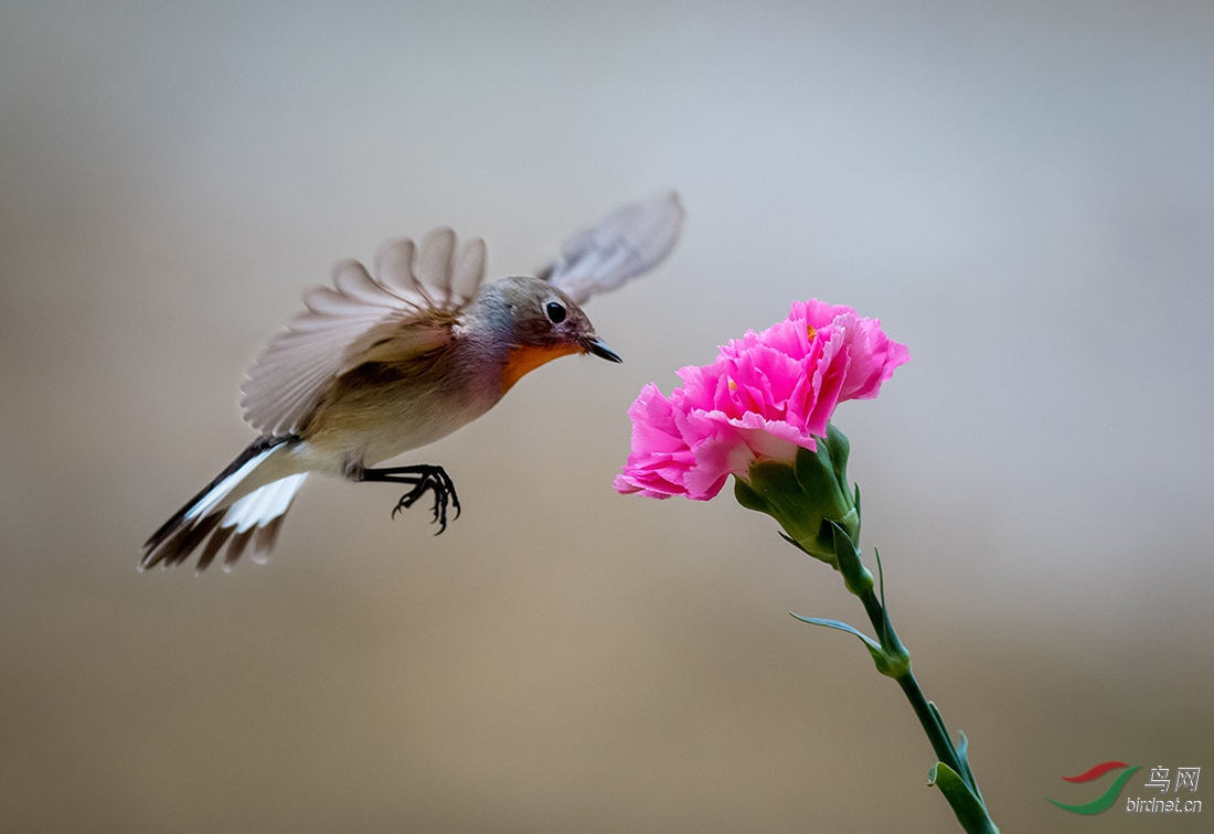 林鸟飞花鸲姬鹟