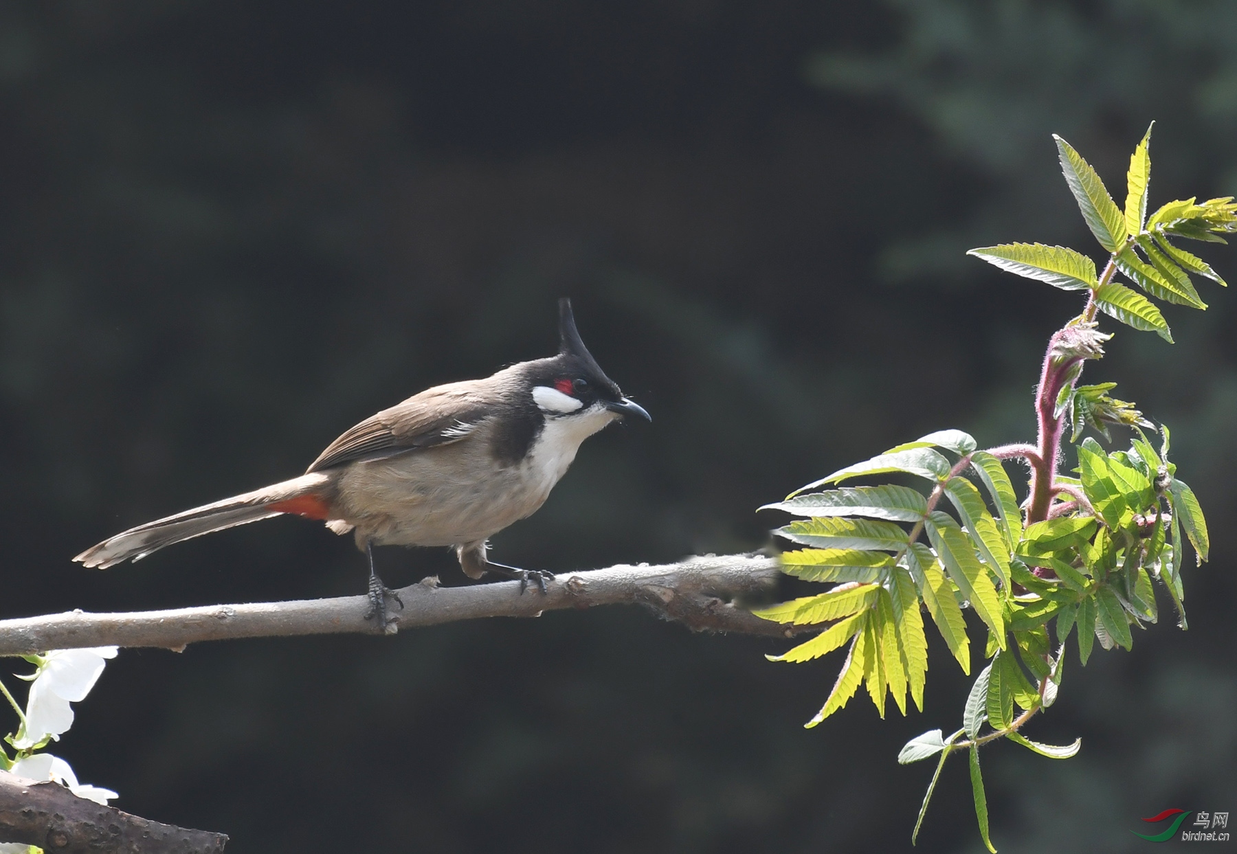 ������Ӱ 538����.jpg