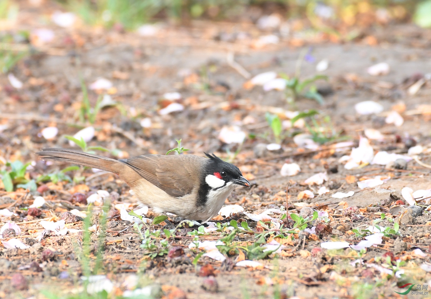 ������Ӱ 102����.jpg