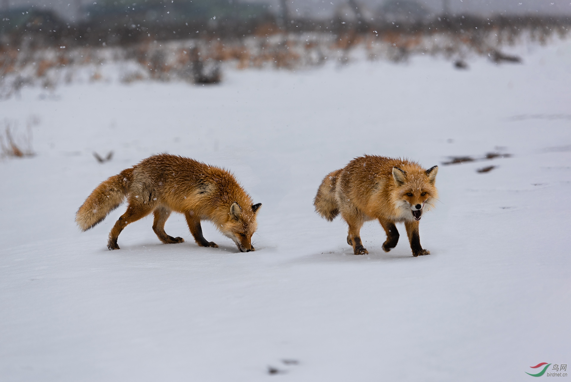 雪中赤狐