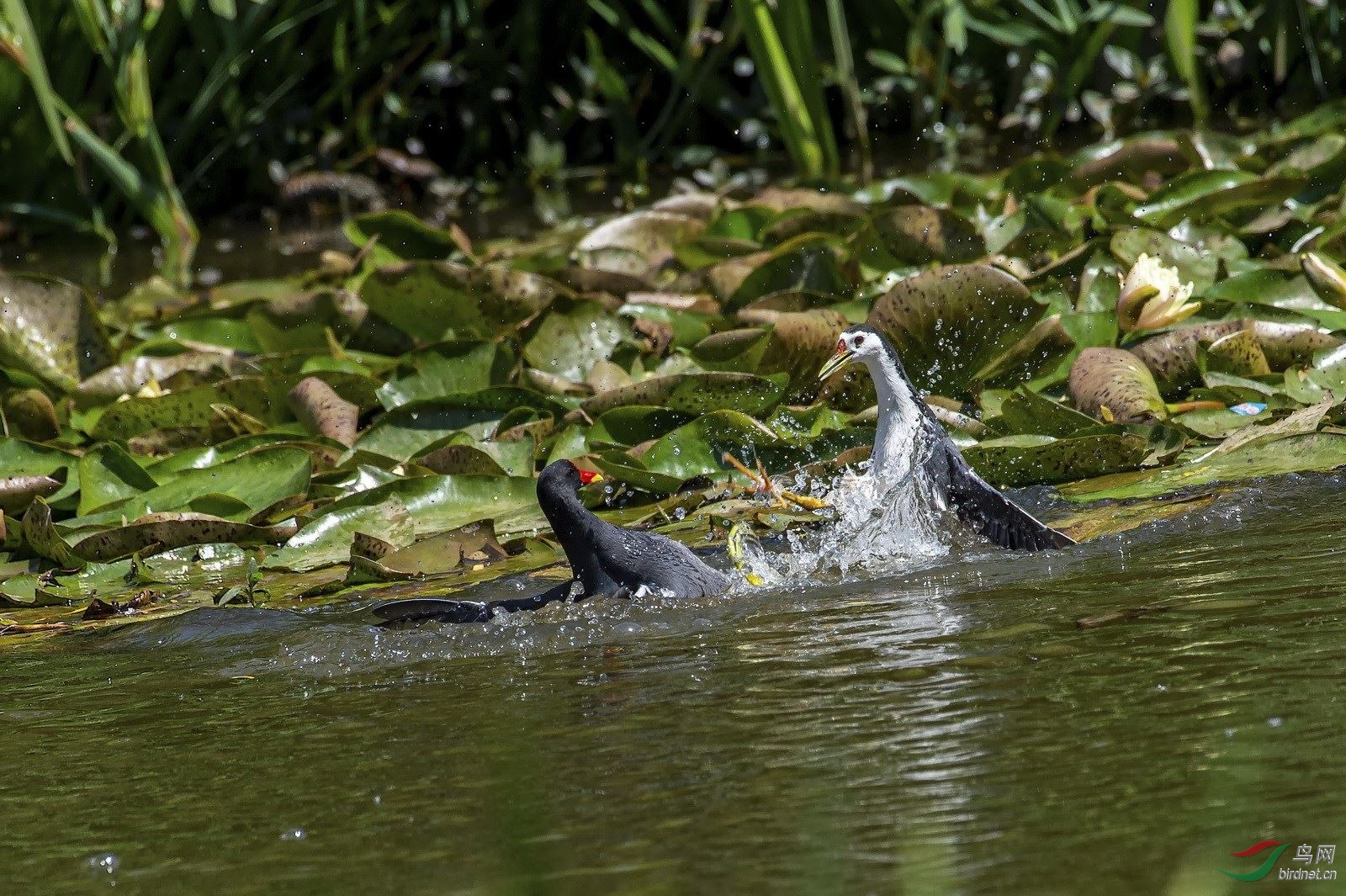 DSC_4519.jpg