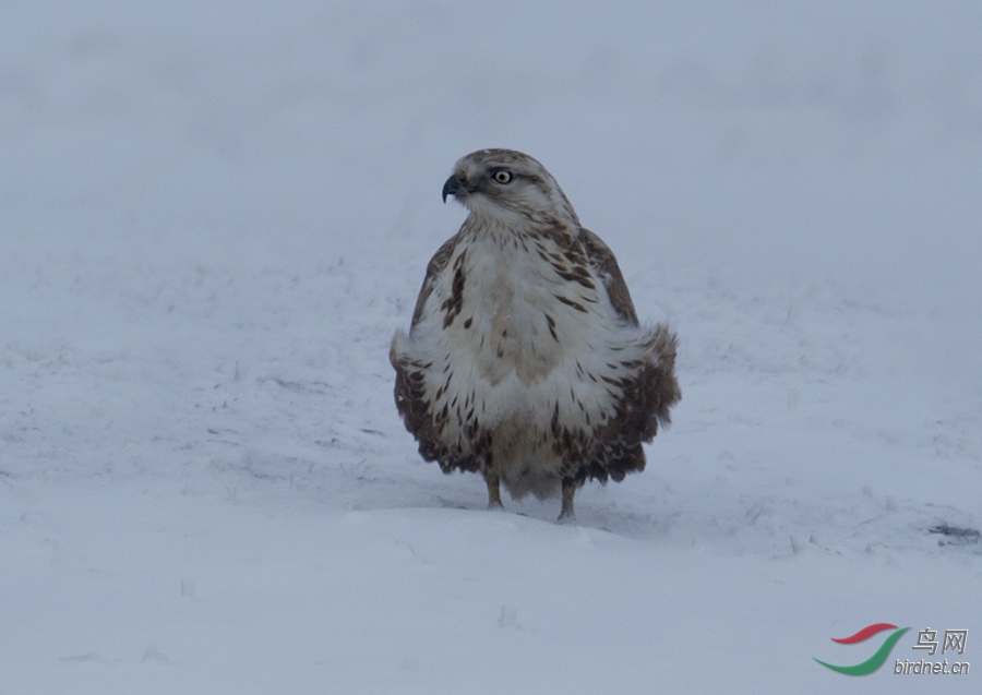 Photo taken on 2015-11-19 06-12-04 (4).jpg