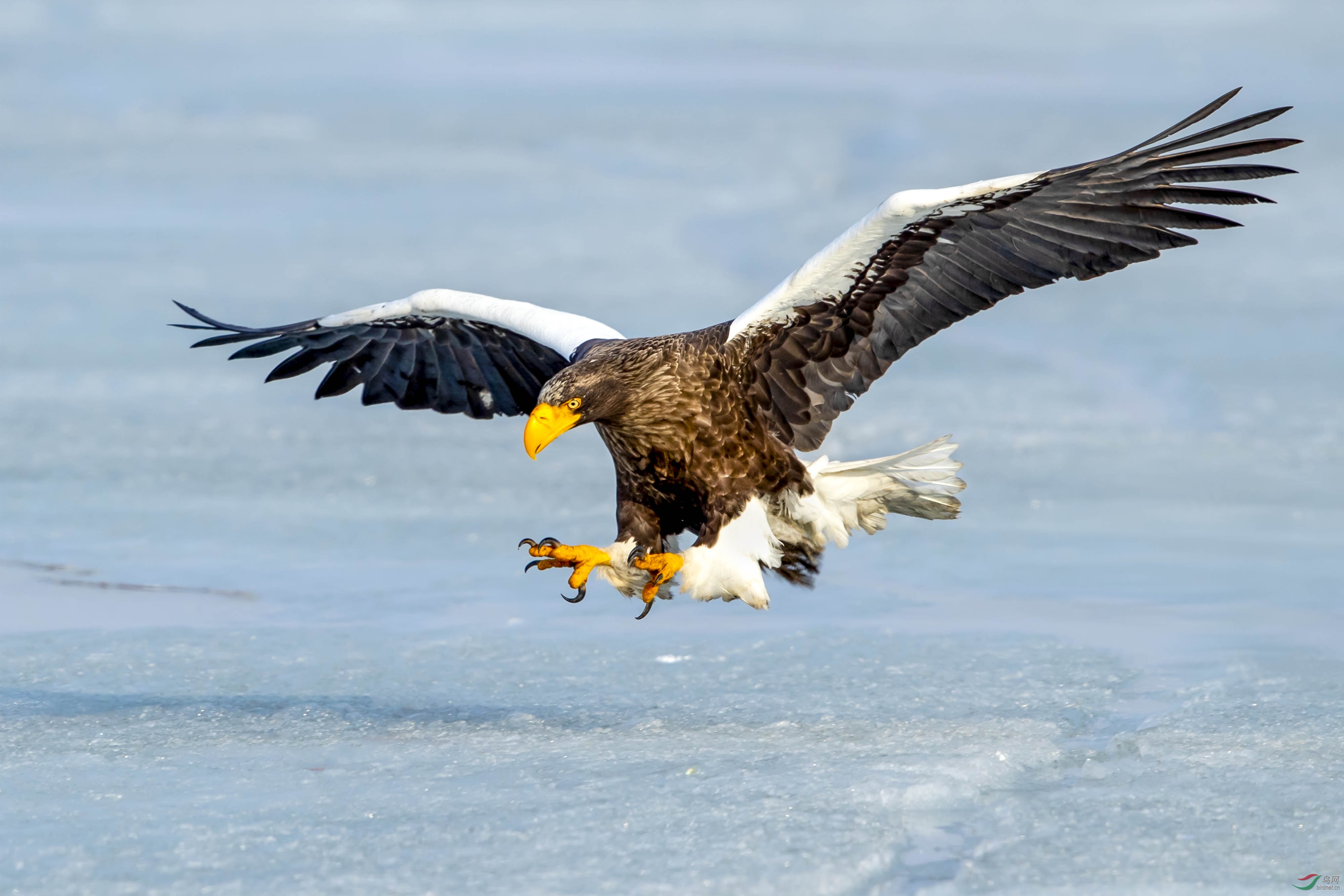 [猛禽] 扑杀------虎头海雕