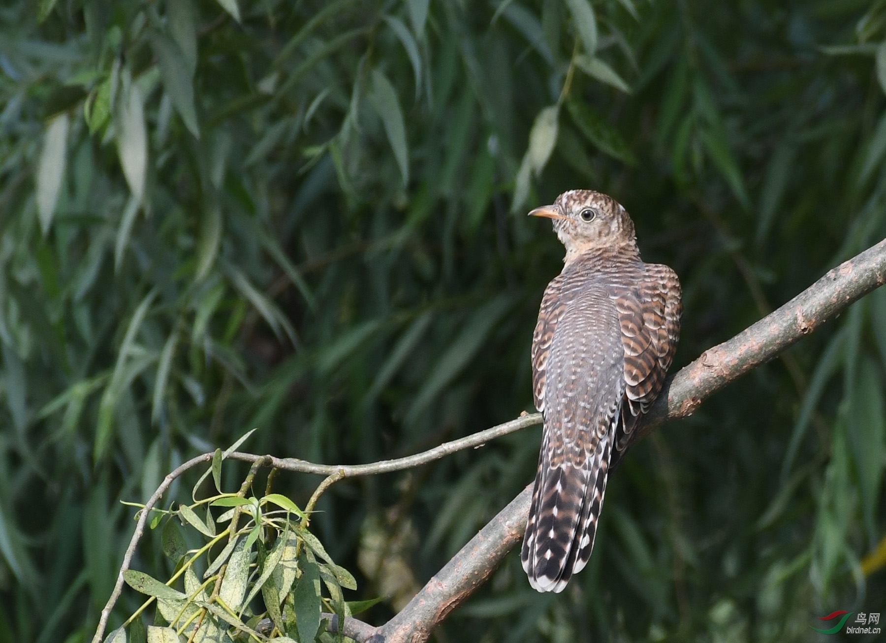 ������Ӱ 339����.jpg