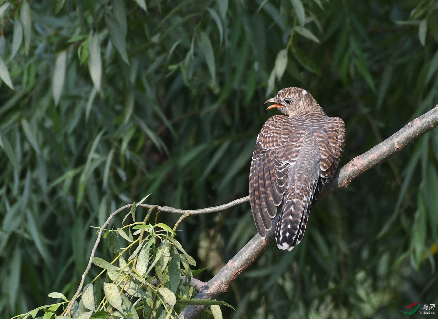 ������Ӱ 345����.jpg