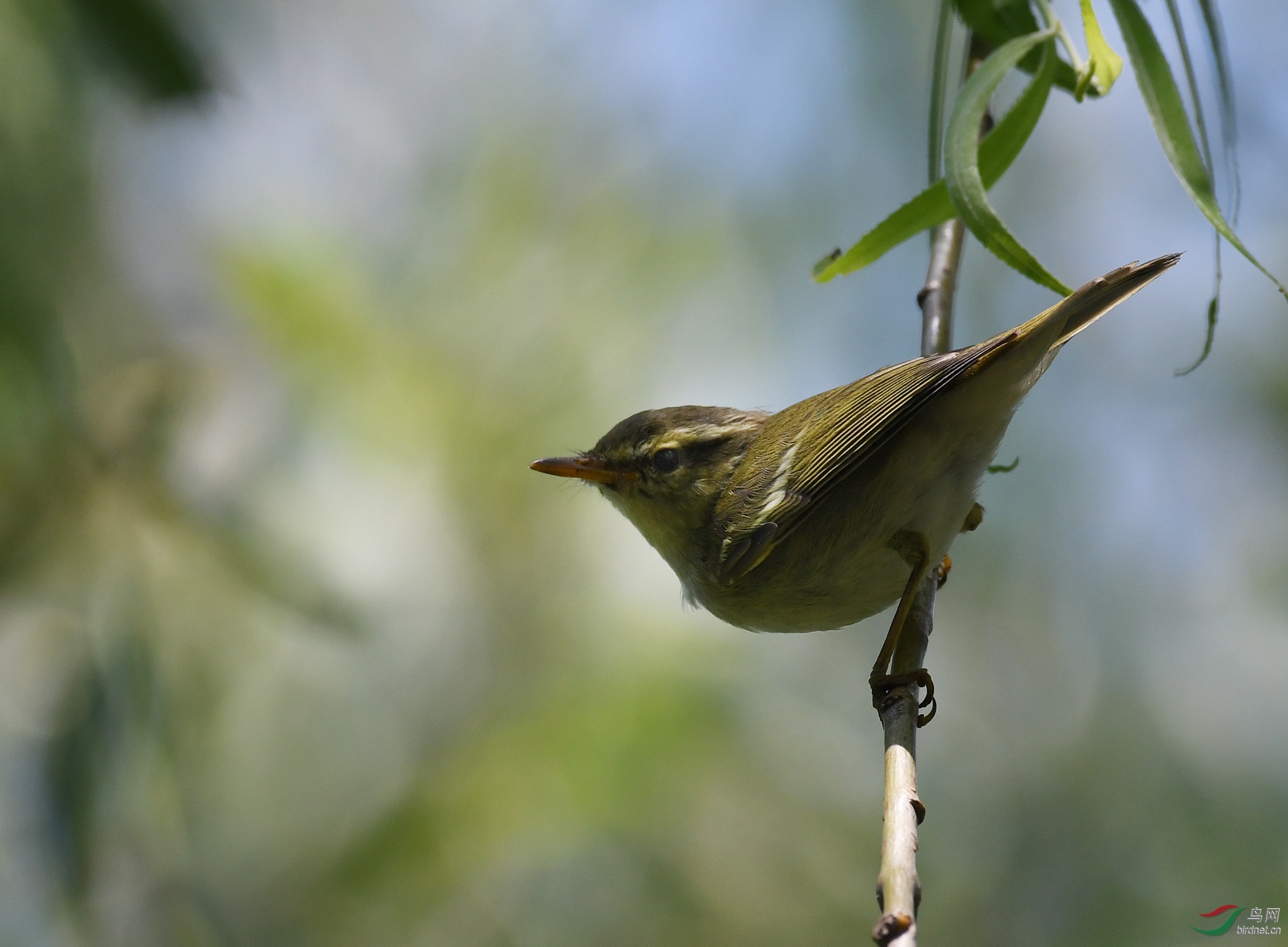 ������Ӱ 580����.jpg