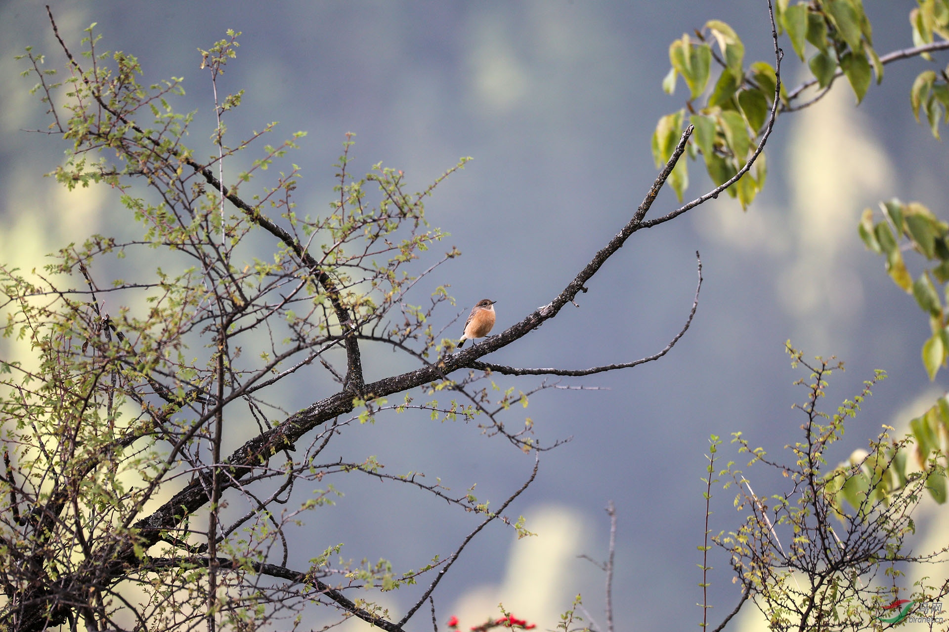 树上一只小小鸟