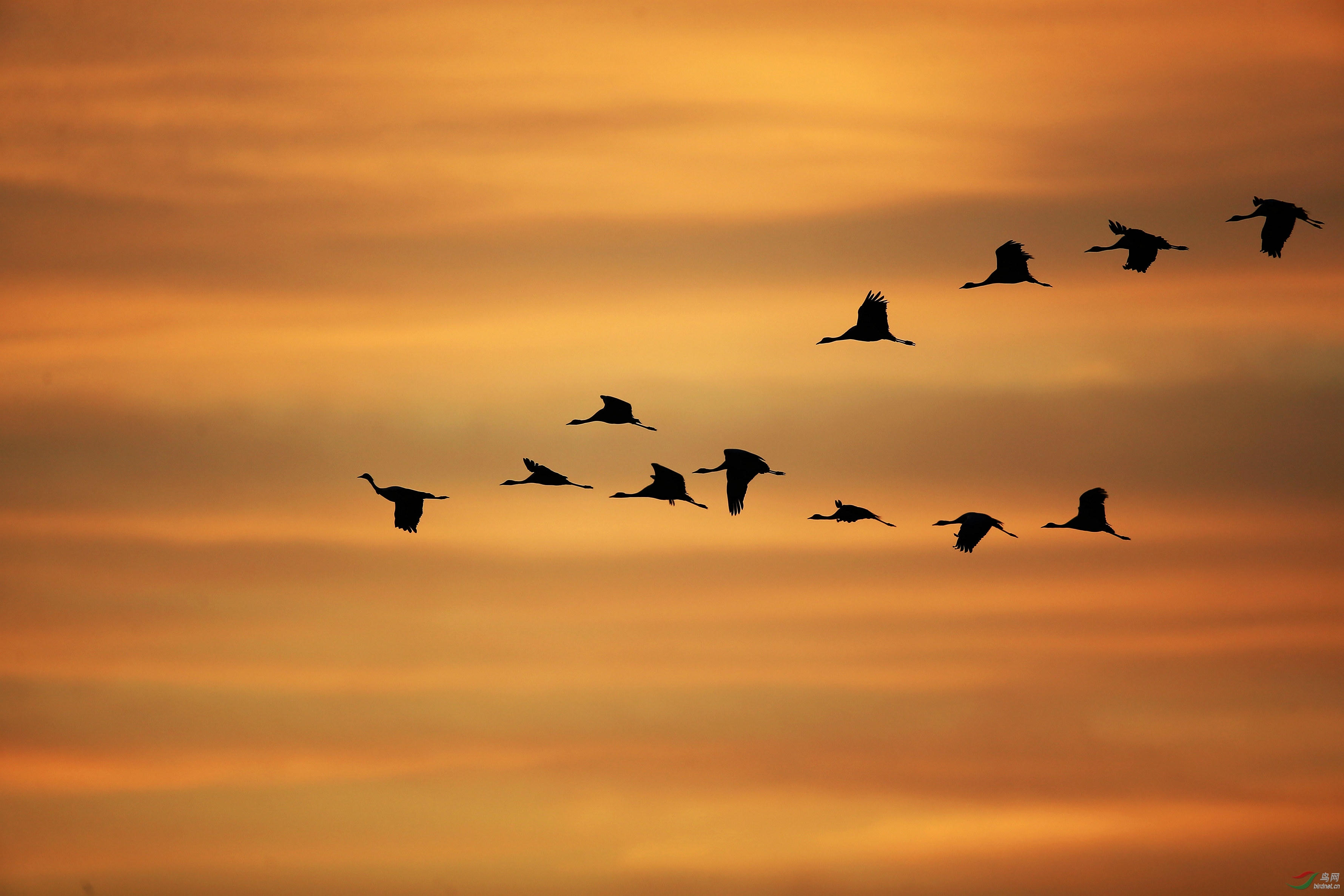 《晨鹤飞过留声长》(一)