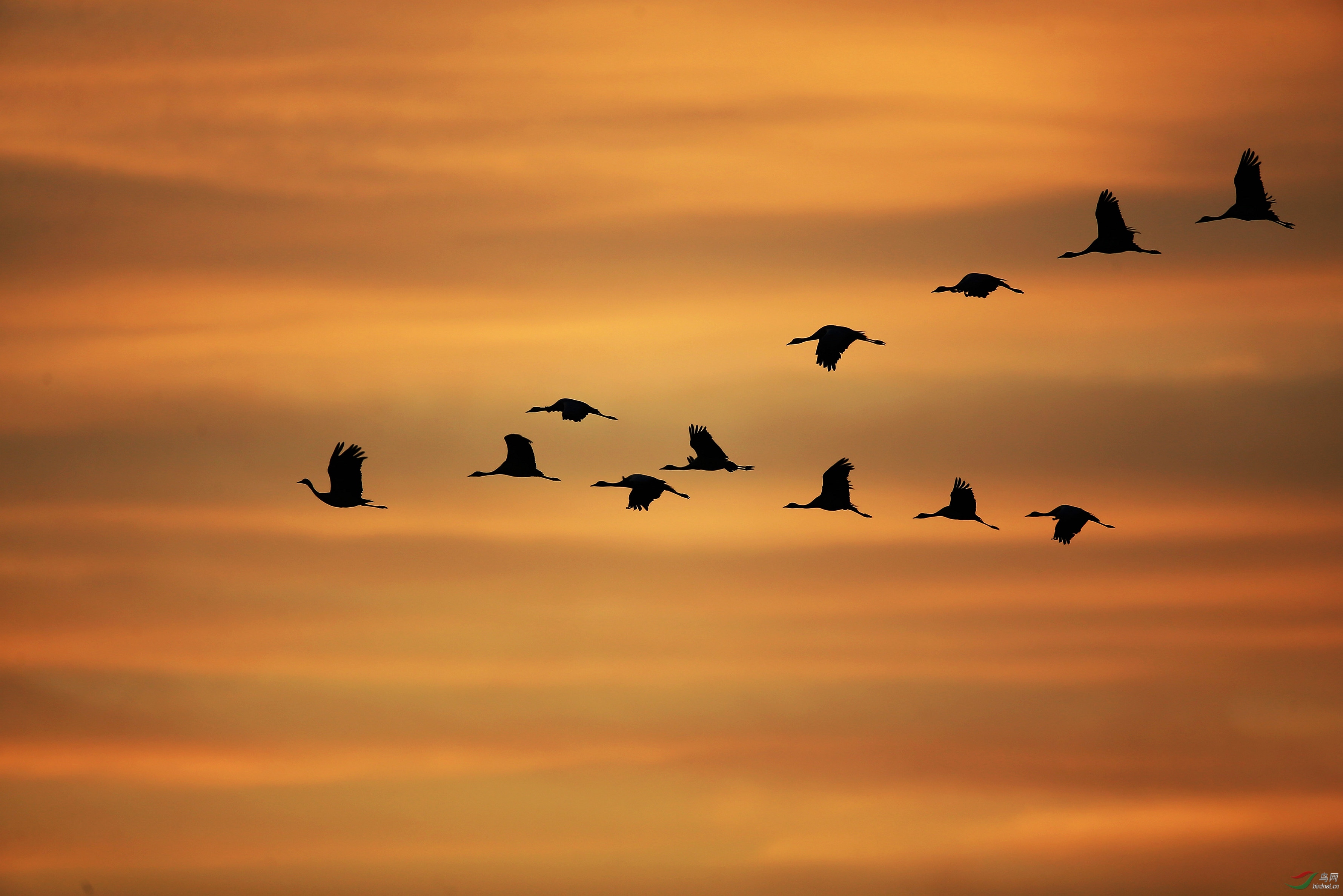 《晨鹤飞过留声长》(一)