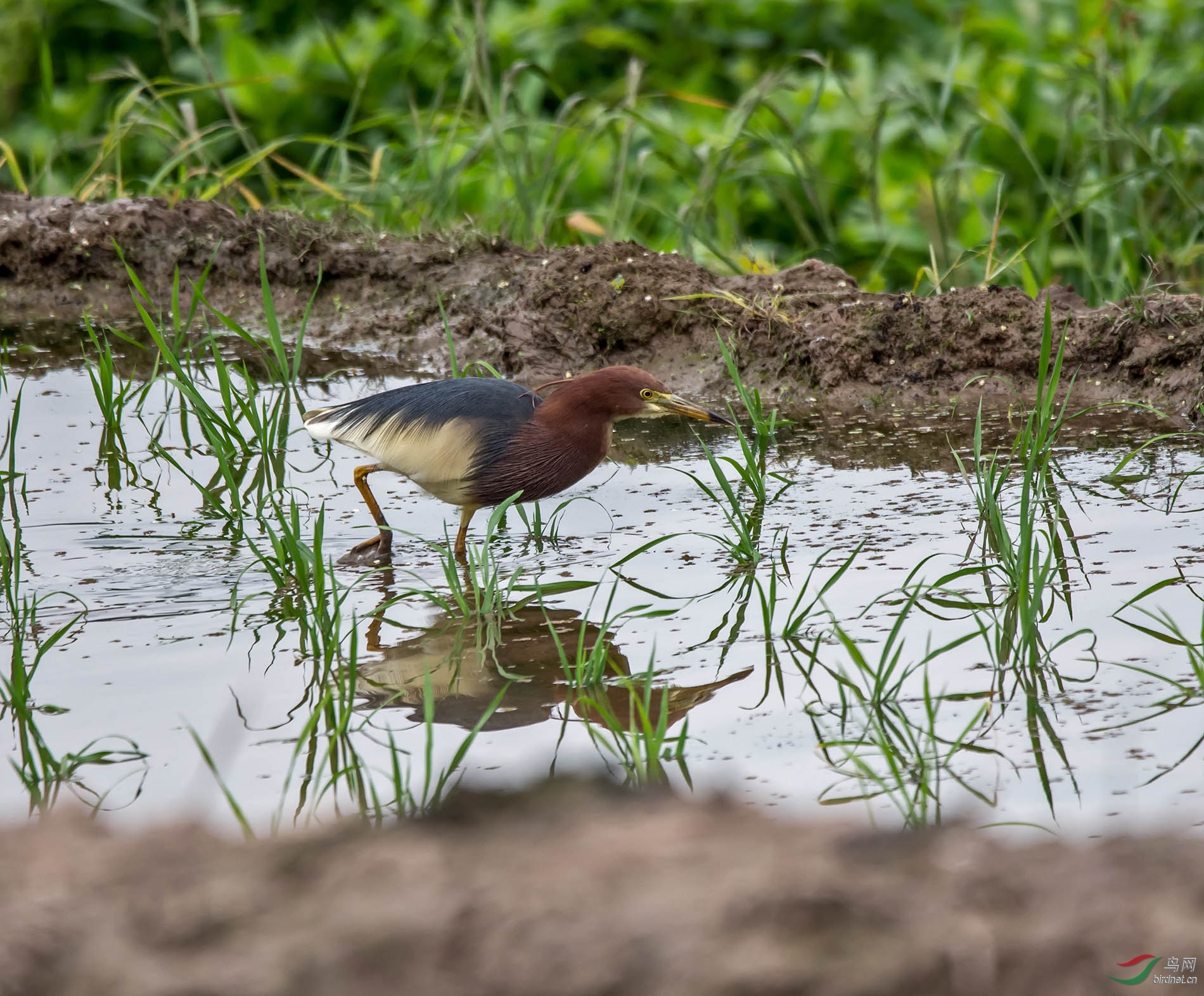 DSC_2466.jpg