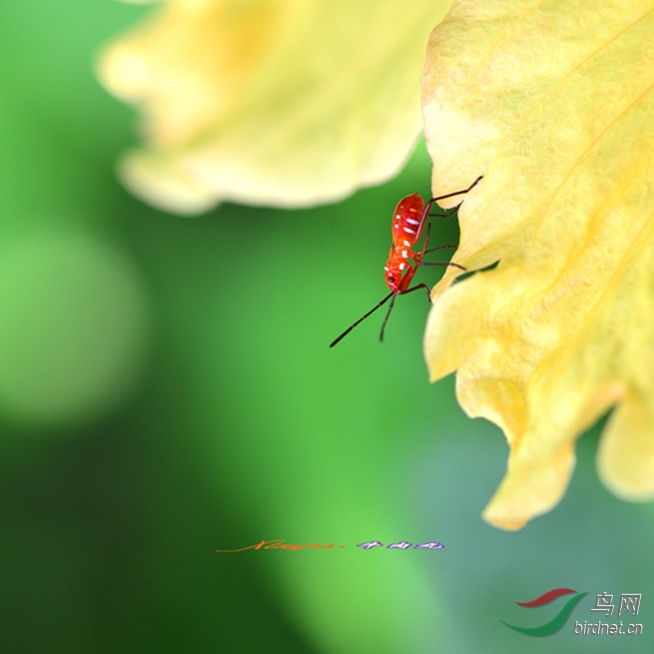 �����׳�