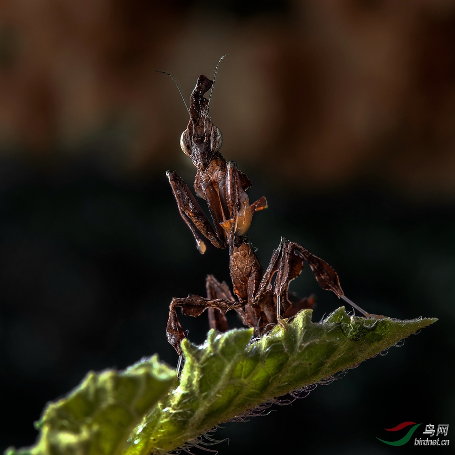 枯叶螳螂【贺获首页精华】