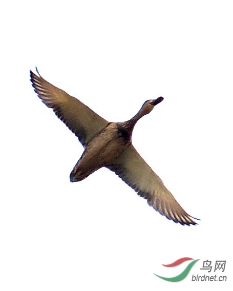 DSC_7091_����.jpg