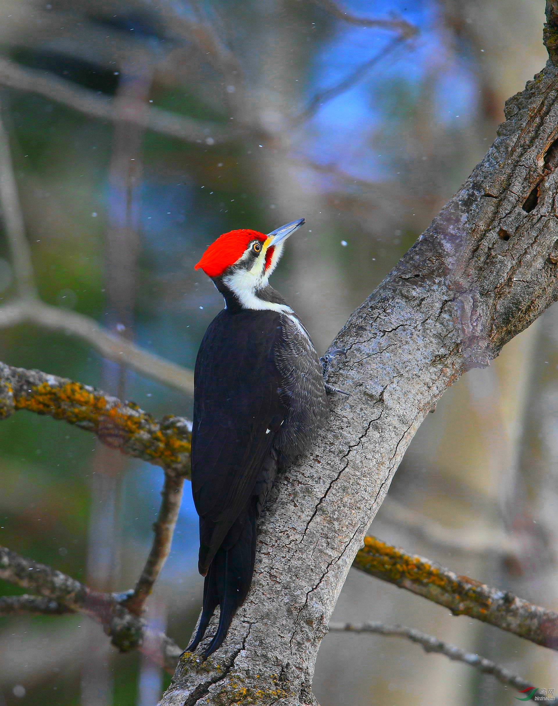 【北美黑啄木鸟】(祝贺老师佳作荣获图文精华)