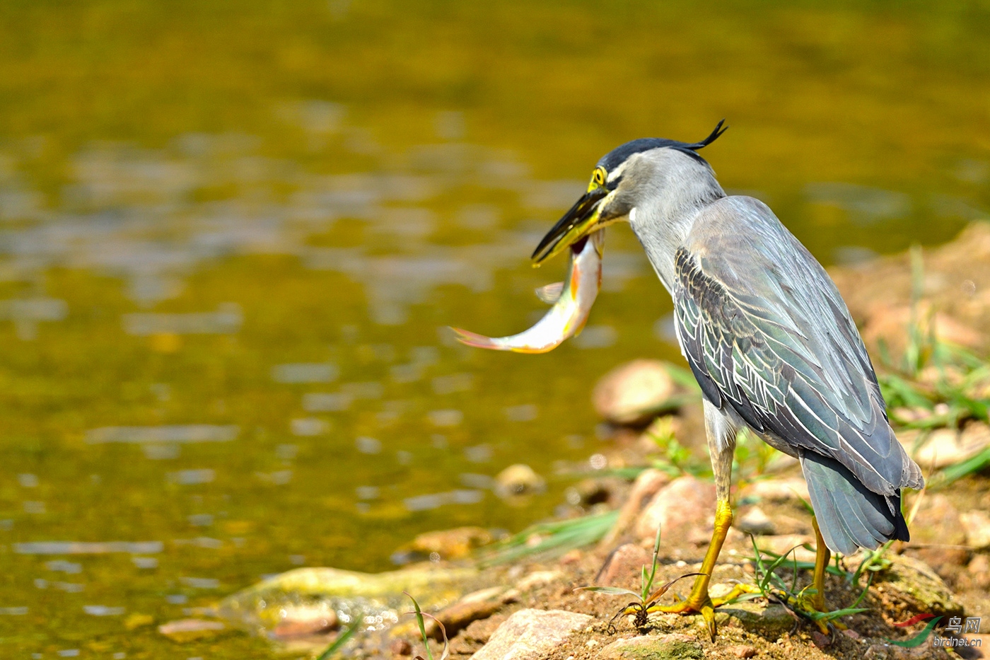D5S_7080_21180a.jpg