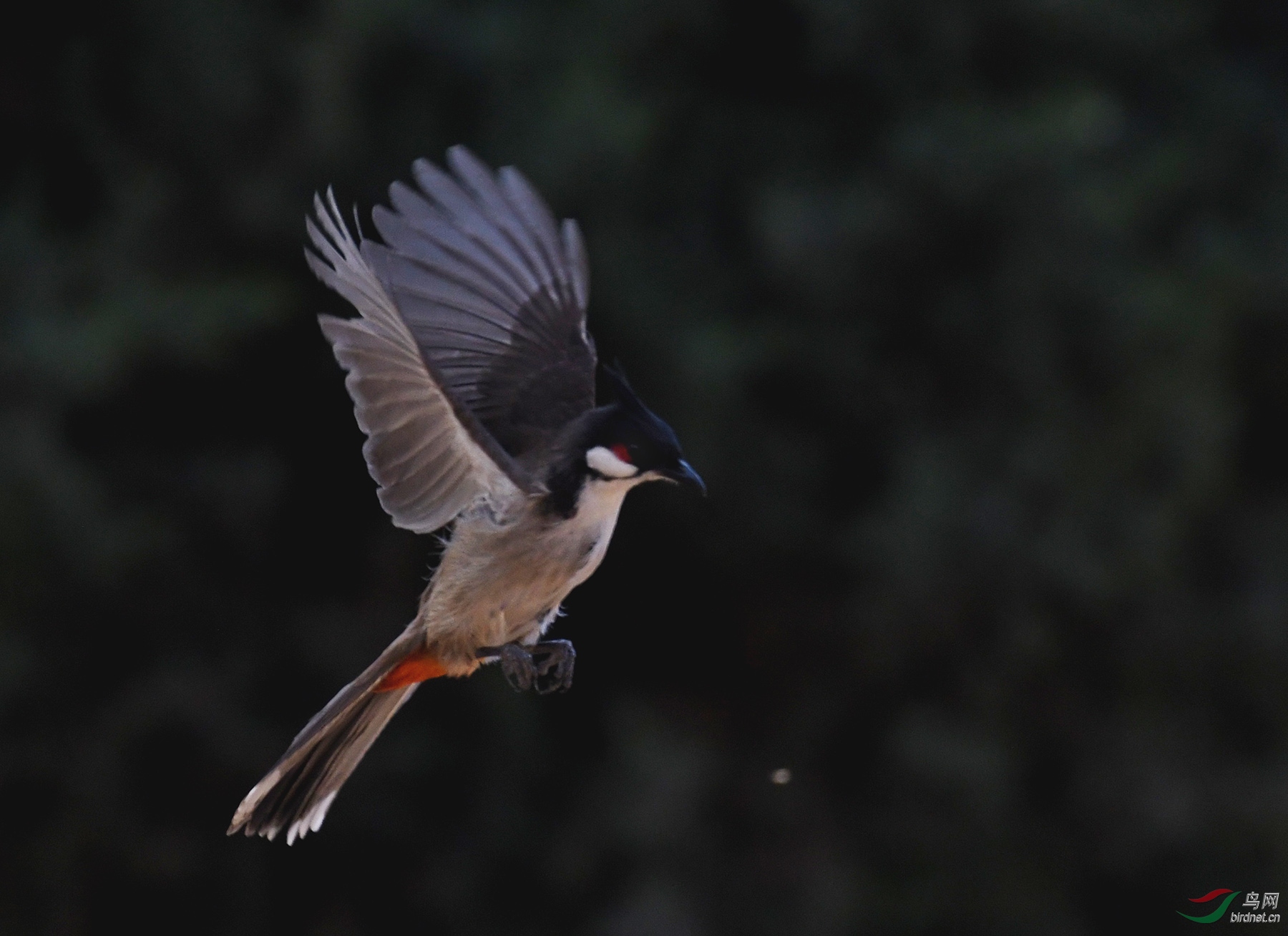 ������Ӱ 1894����.jpg