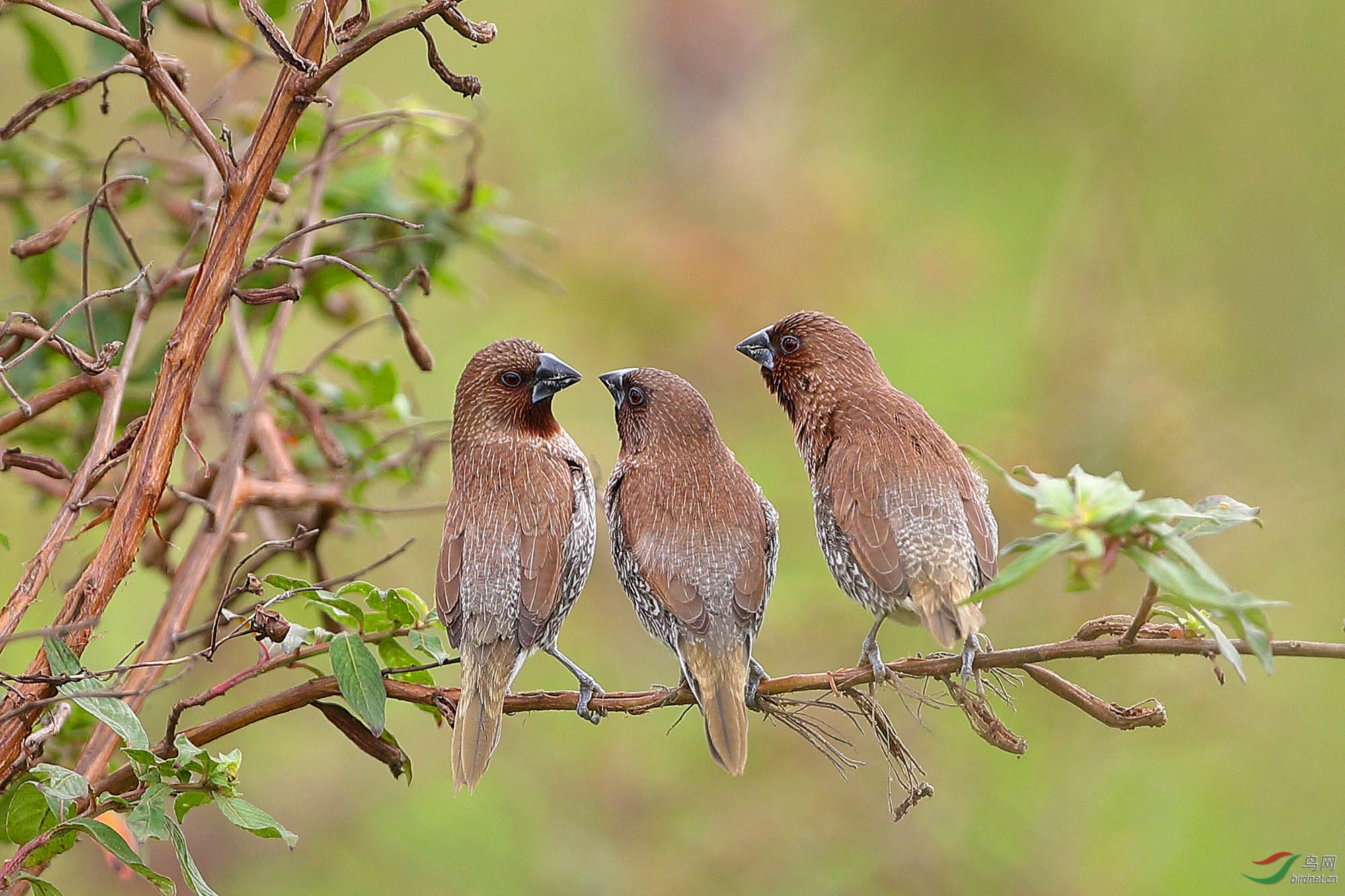 [林鸟] 旁观---斑文鸟