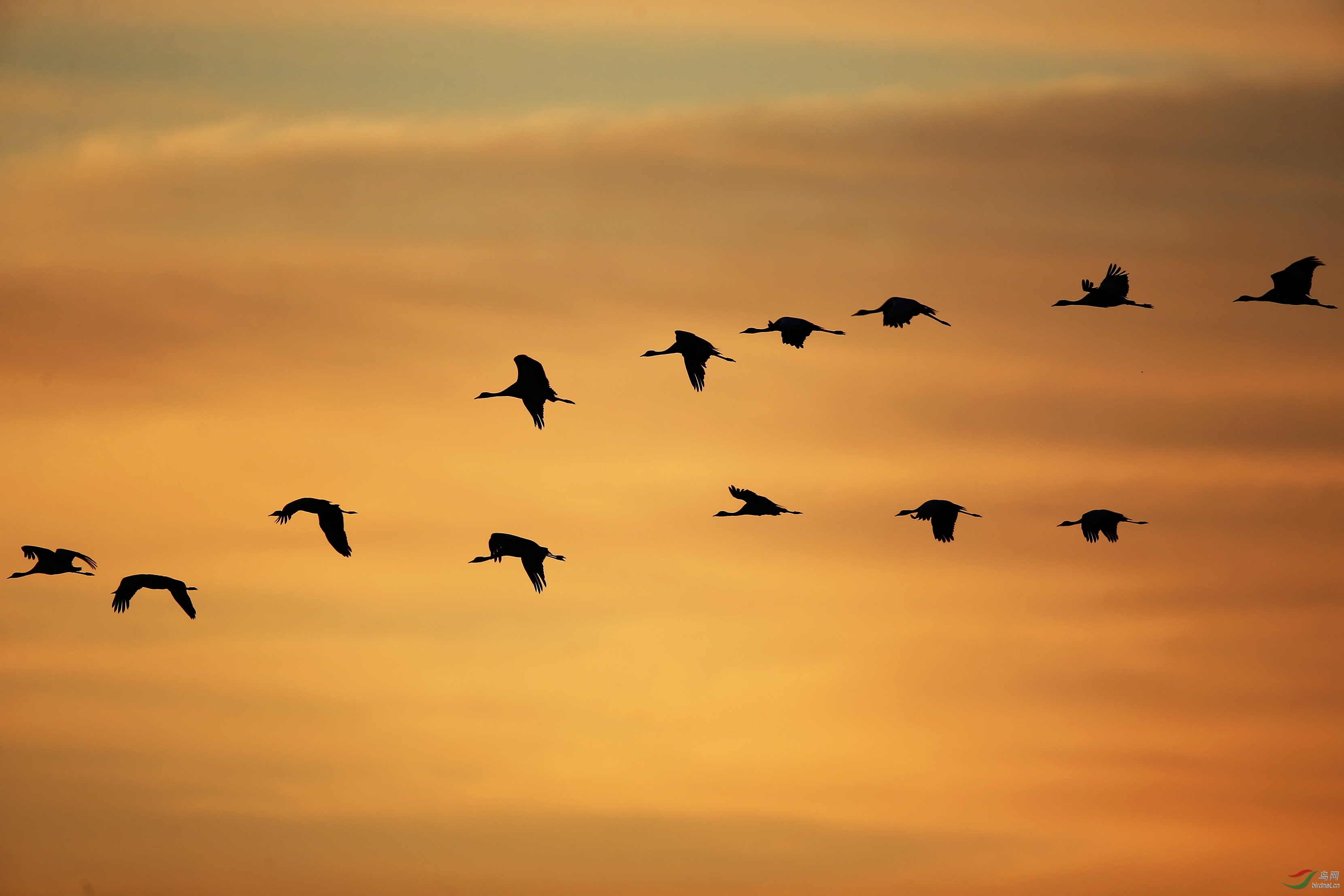 晨鹤飞过留声长二