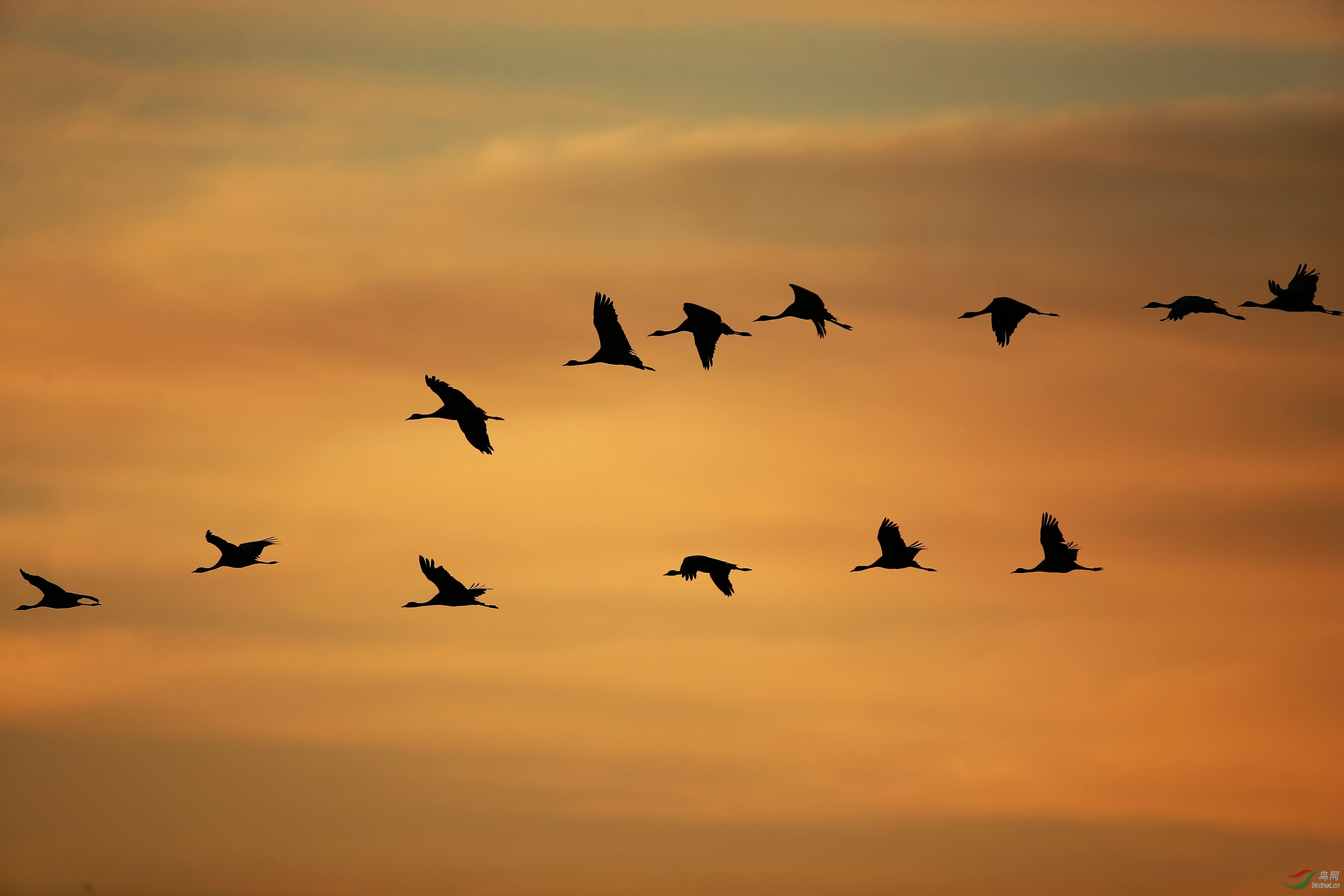 晨鹤飞过留声长二