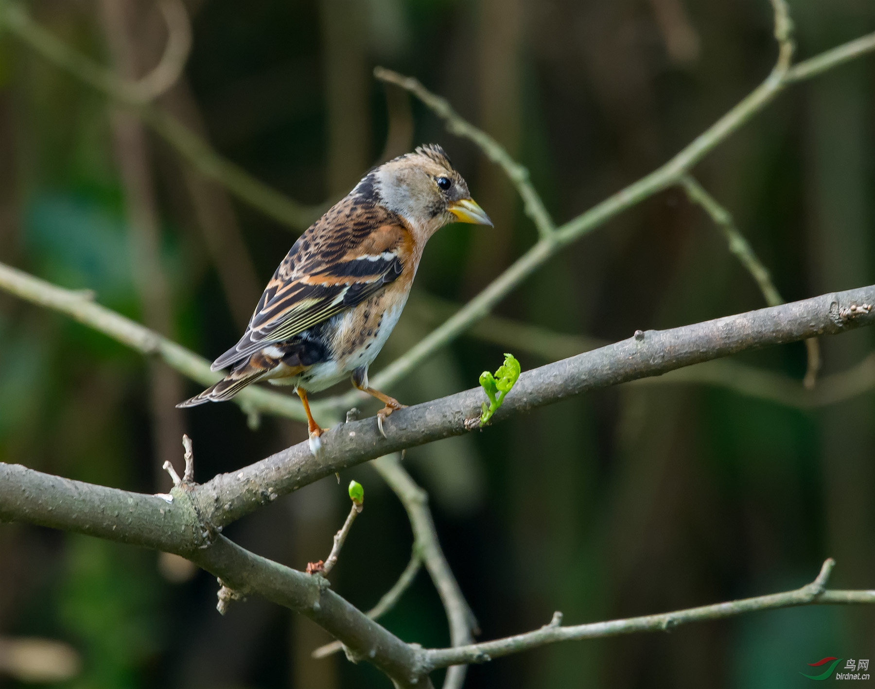 DSC_6029.jpg