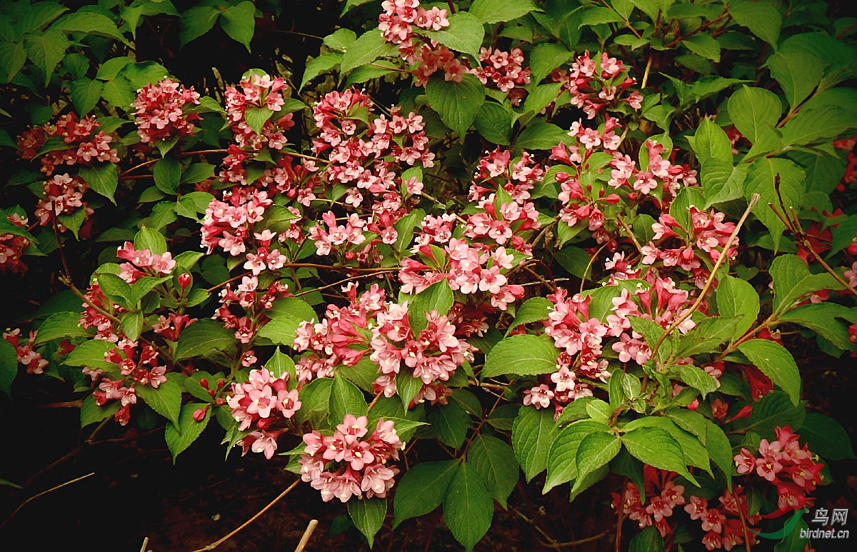 花叶锦带花(花叶锦带是乔木还是灌木)