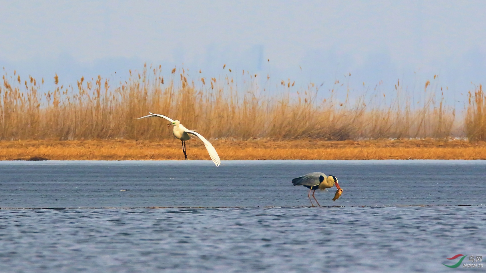 �����ջ�