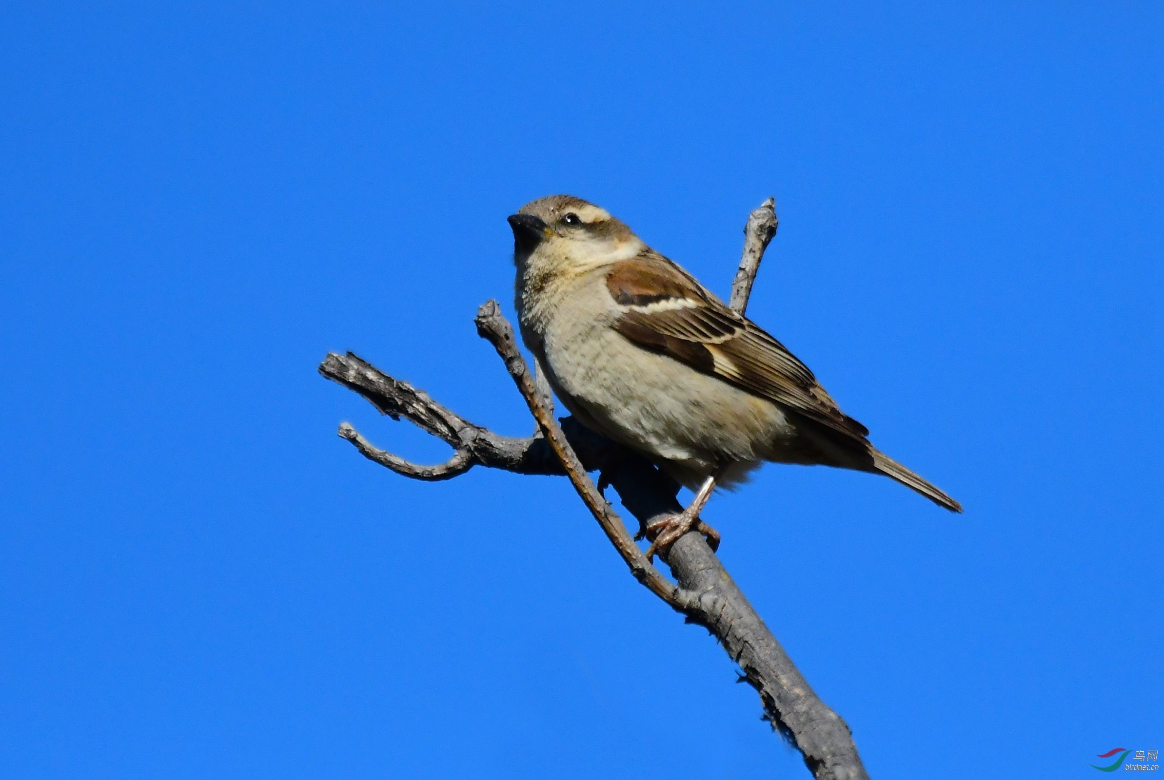香椿树上--山麻雀