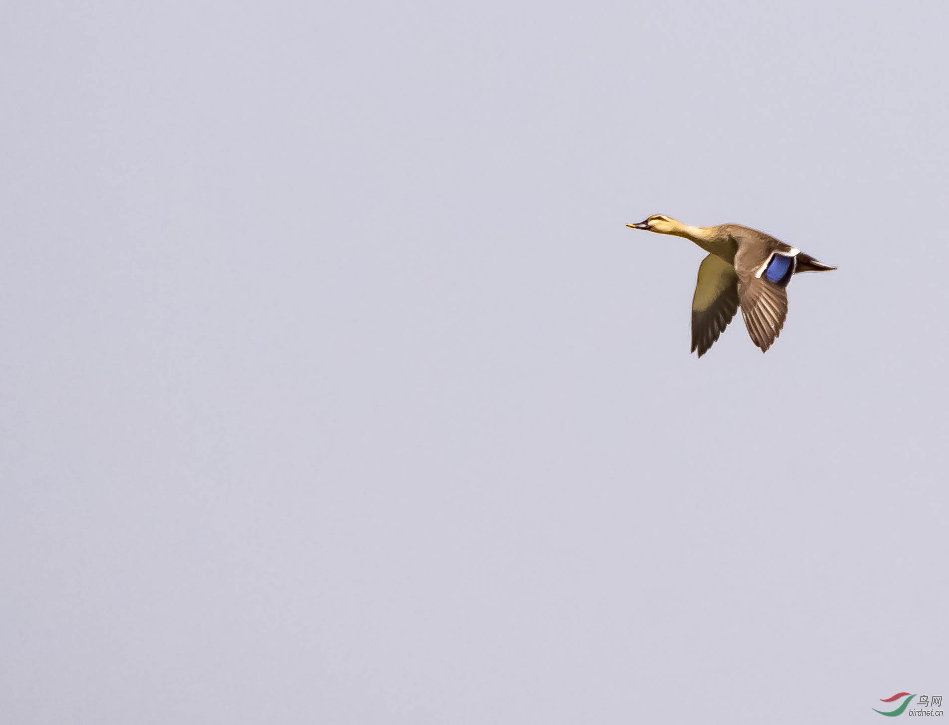 DSC_3649-1.jpg