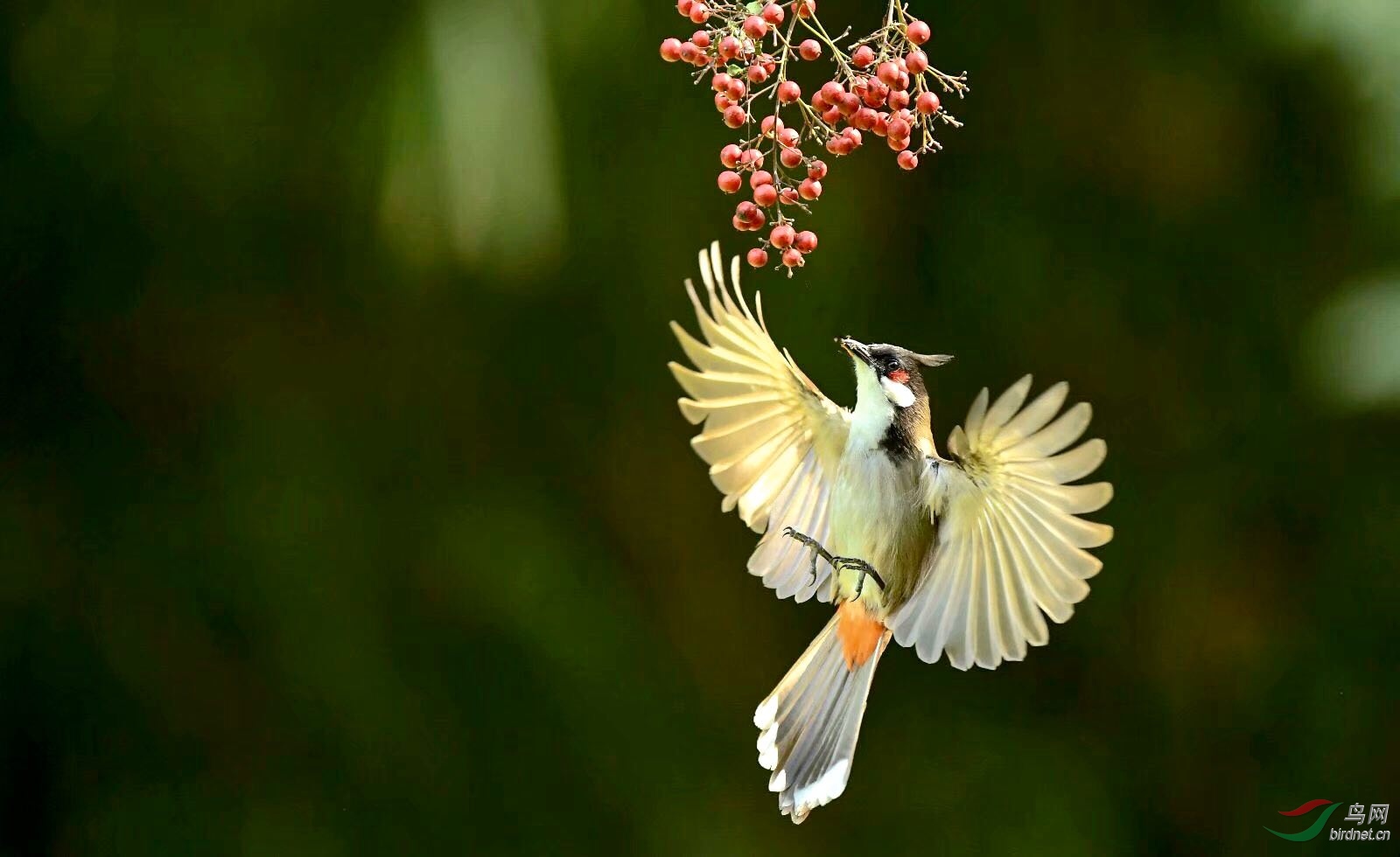 2F50C062-862C-432A-A747-8EFE955A1282.jpeg
