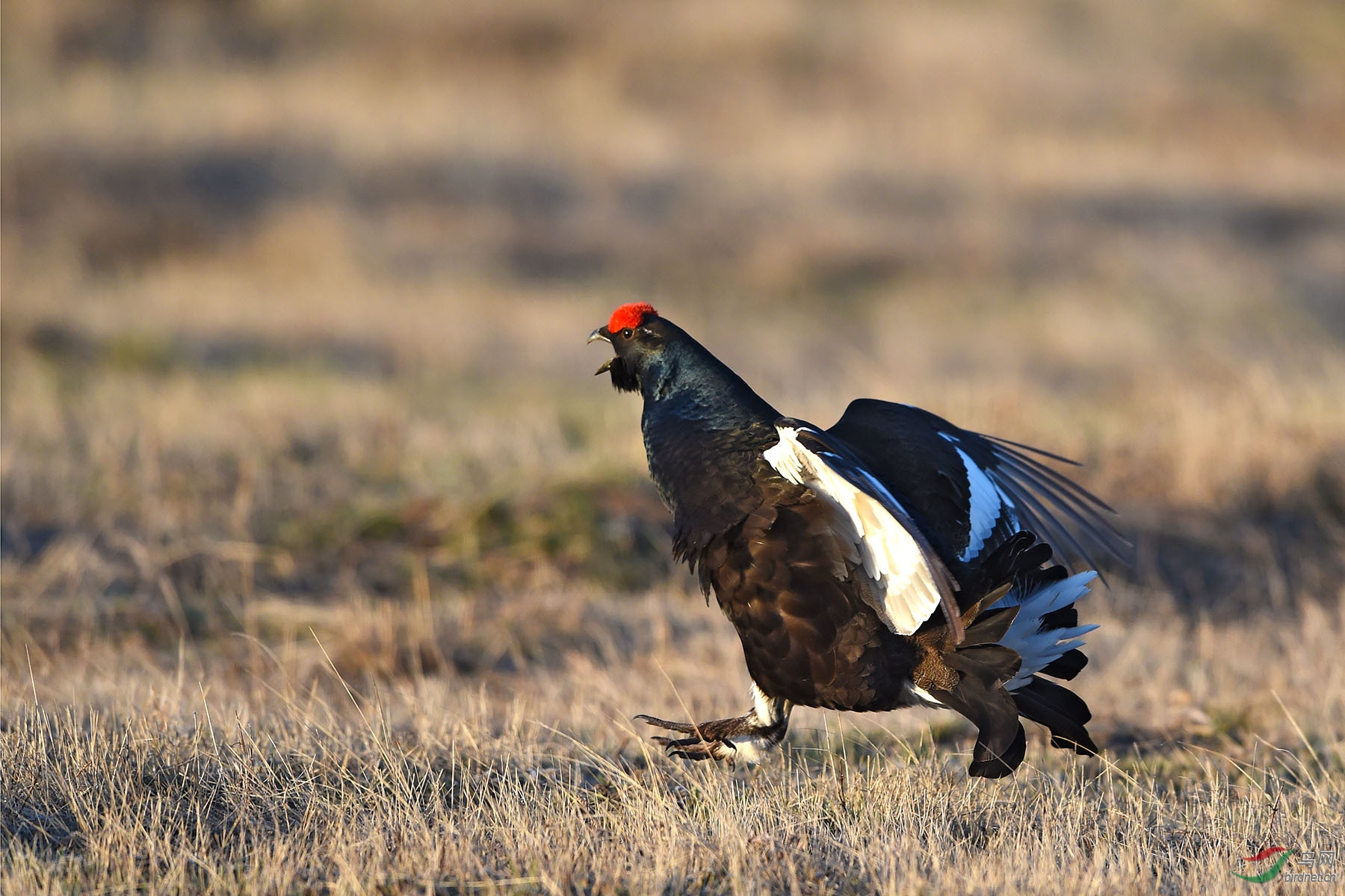 DSC_4282 ����.jpg