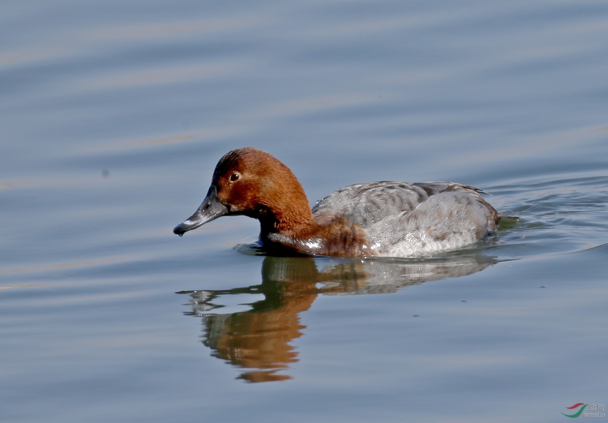 ��ͷǱѼ (4).JPG