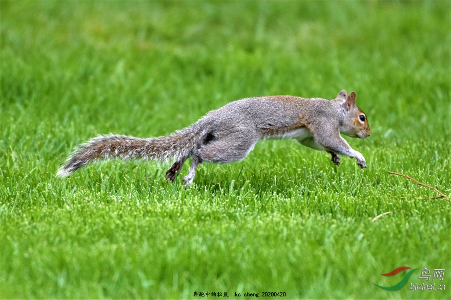 奔跑中的松鼠