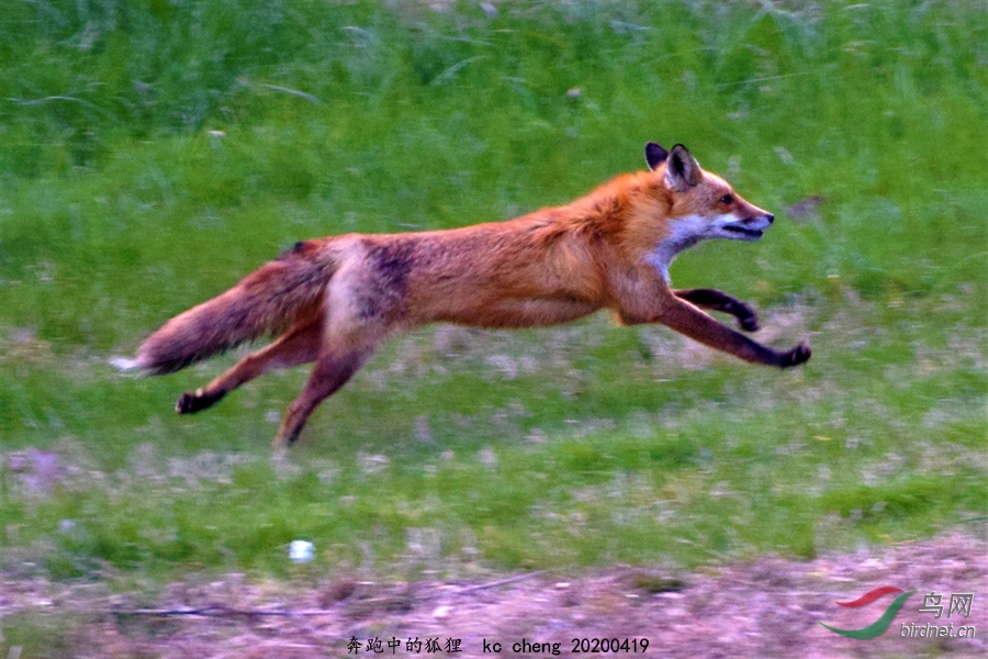 奔跑中的狐狸