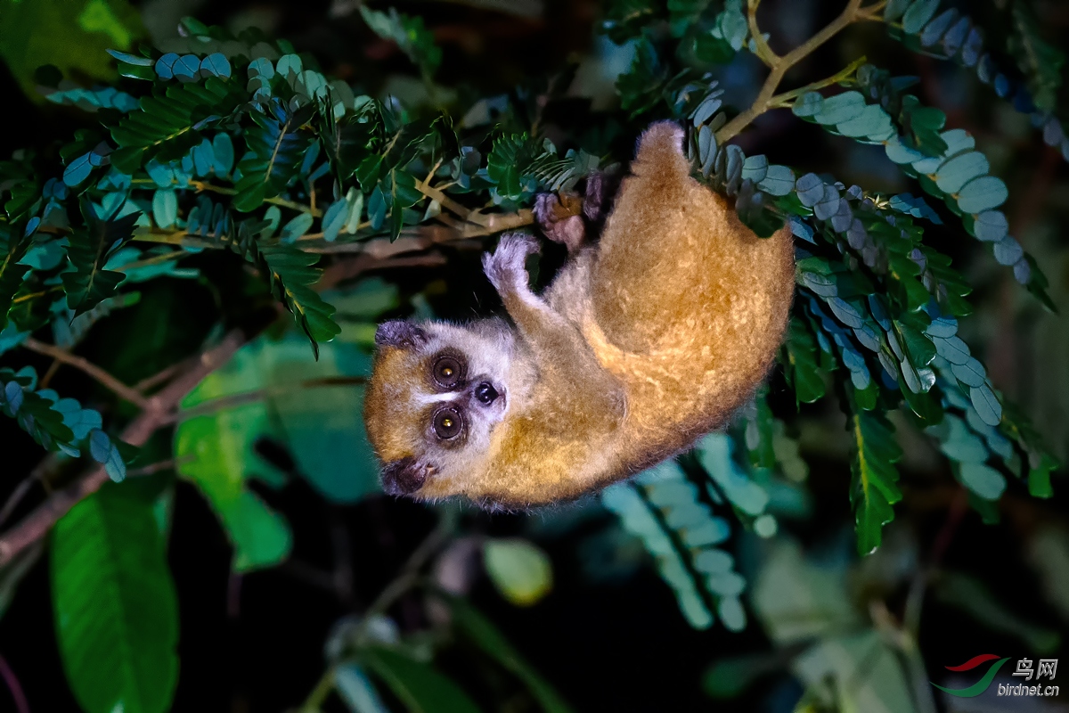 倭蜂猴-贺荣获首页精华!!!