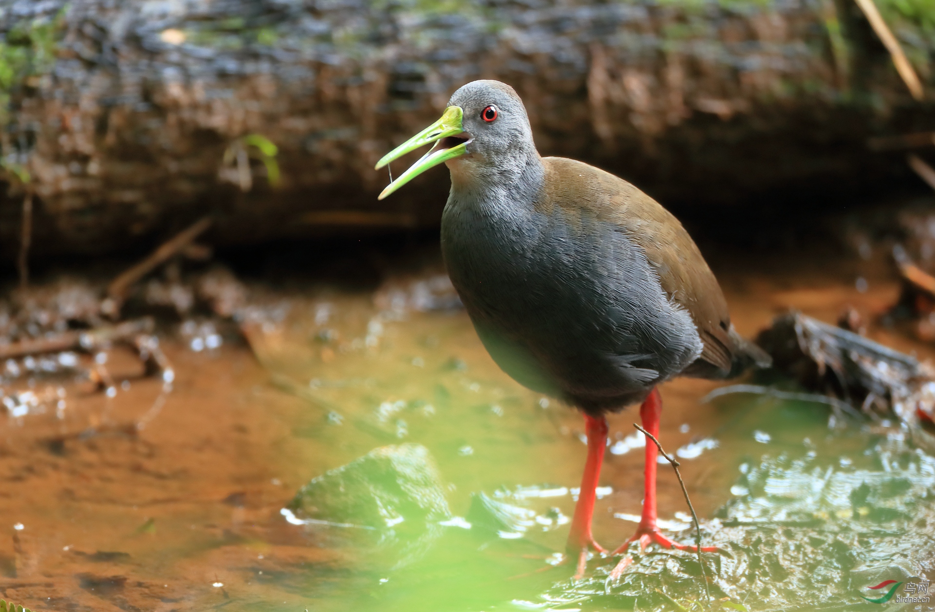 ��ɫ����Blackish Rail.jpg